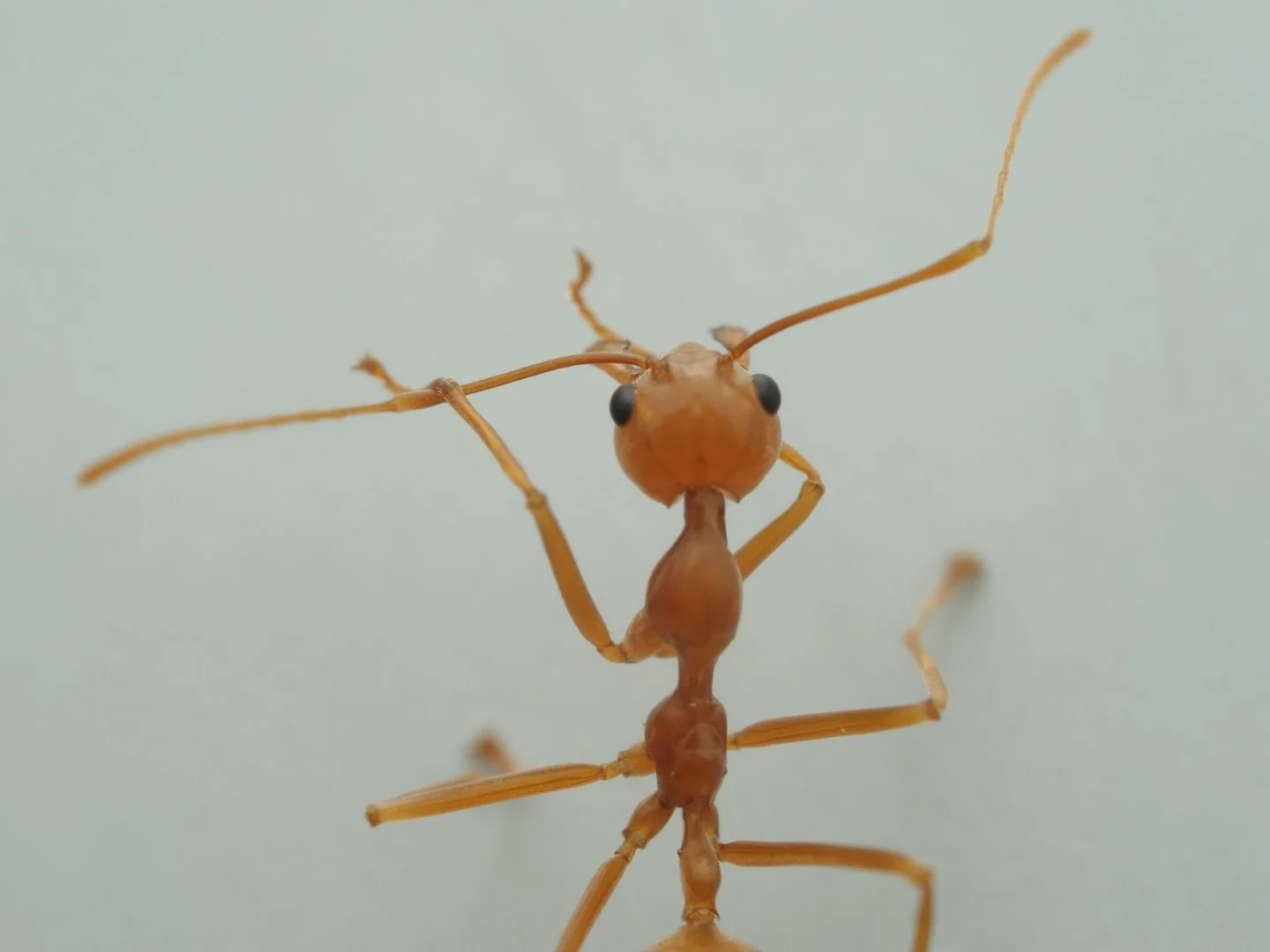 Today&rsquo;s featured insect comes from the window of a taxi during my Manila trip! Oecophylla smaragdina, the Asian weaver ant, is one of the most iconic tropical species of ant. Famous for building nests by weaving leaves together using silk spun 
