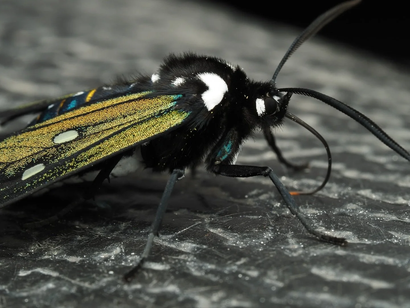 Probably the most beautiful insect from this recent trip, this is Eupyra sages, a species of tiger moth (tribe Arctiini) endemic to the Colombian and Ecuadorian Andes. This absolute show stopper had landed on the back of a police car when I saw it, d