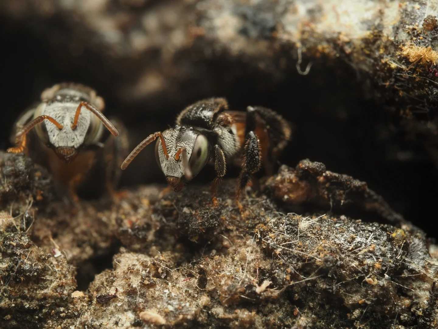 I&rsquo;m back! Today with some macros from Bangkok, Thailand. This is Tetragonula pagdeni, Pagden&rsquo;s stingless bee, a small species of old-world stingless bee, the Subtribe Hypotrigonina. T. pagdeni is common throughout Southeast Asia, being fo