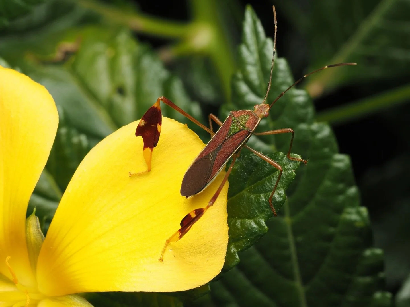 of my favorite groups of insects are those of the family Coreidae, also known as the Leaf-footed bugs. They get their name from the characteristic leaf like projections protruding from their hind legs. Coreidae currently contains over 1,900 species a