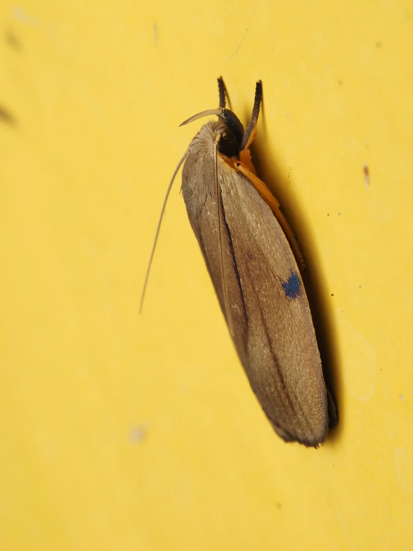 While not much of a Lepidoptera guy myself, my time in Salento (a small Colombian town, which served as inspiration for Disney&rsquo;s Encanto) was full of some of the most amazing moths I have ever seen. This Flat bodied moth, Stenoma exrata, is jus