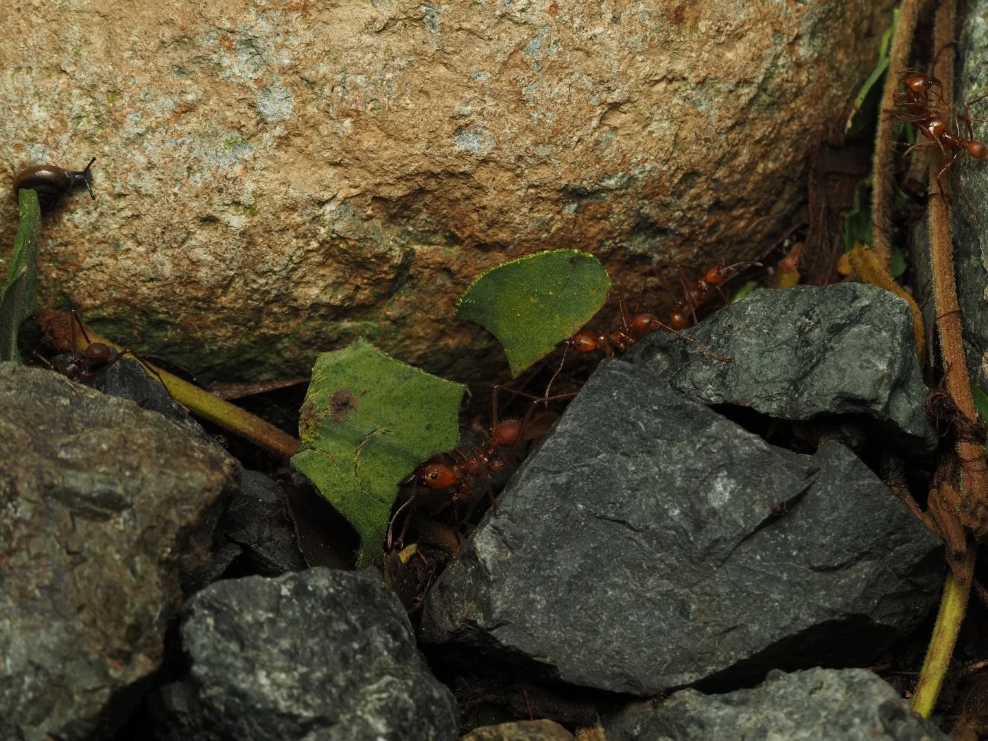 With their large size, huge range, stretching from Mexico down through the Amazon Rainforest, and renowned role as ecosystem engineers, carrying carefully selected leaf clippings hundreds of meters back to their underground fungus factory, I doubt th