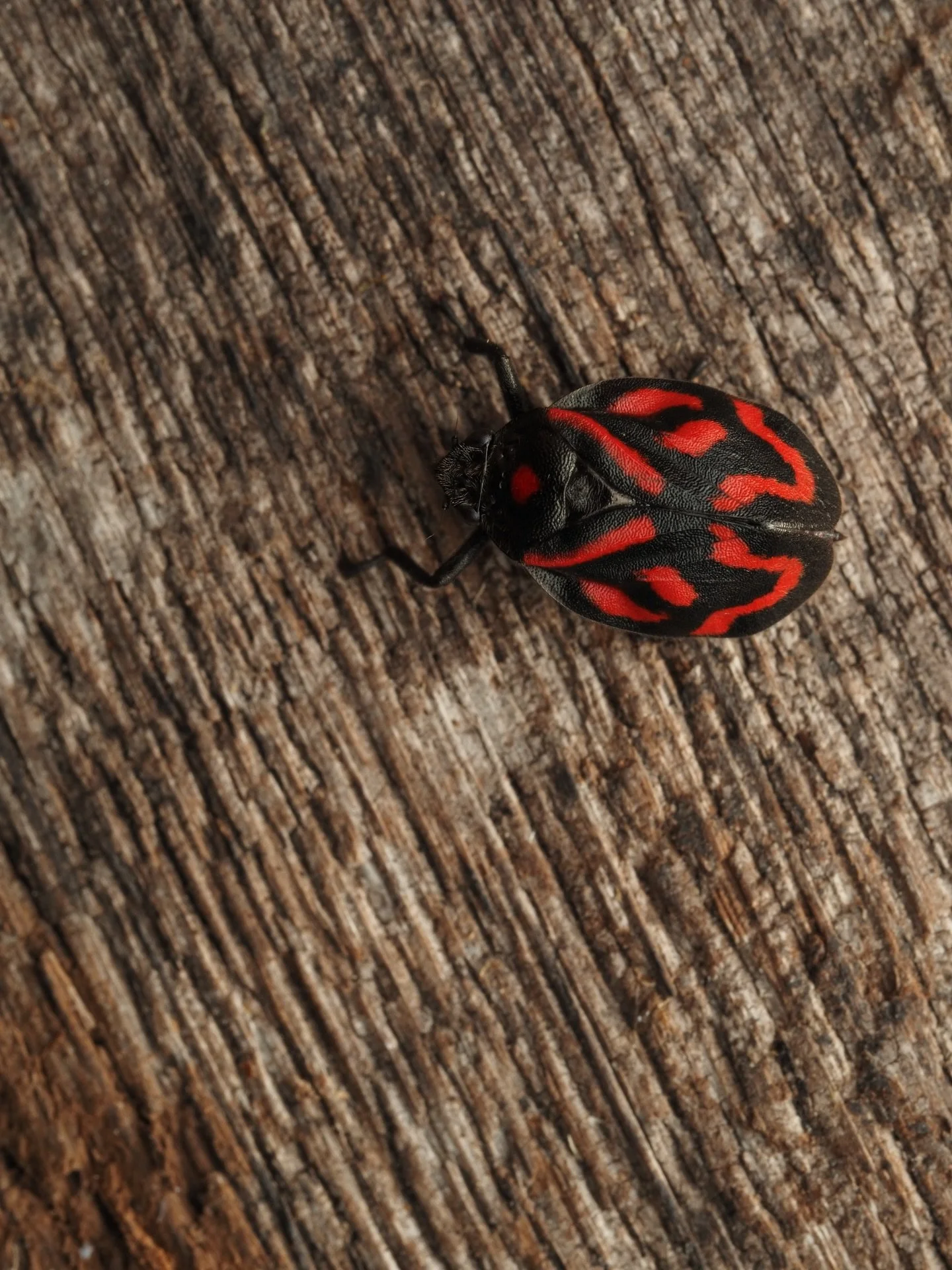 Another amazing Hemipteran from my trip to Colombia was Mahanarva phantastica, a species of Andean froghopper. Mahanarva spp. are often labeled as agriculture pests as they are known to voraciously feed on sugarcane crops. Despite their damaging repu
