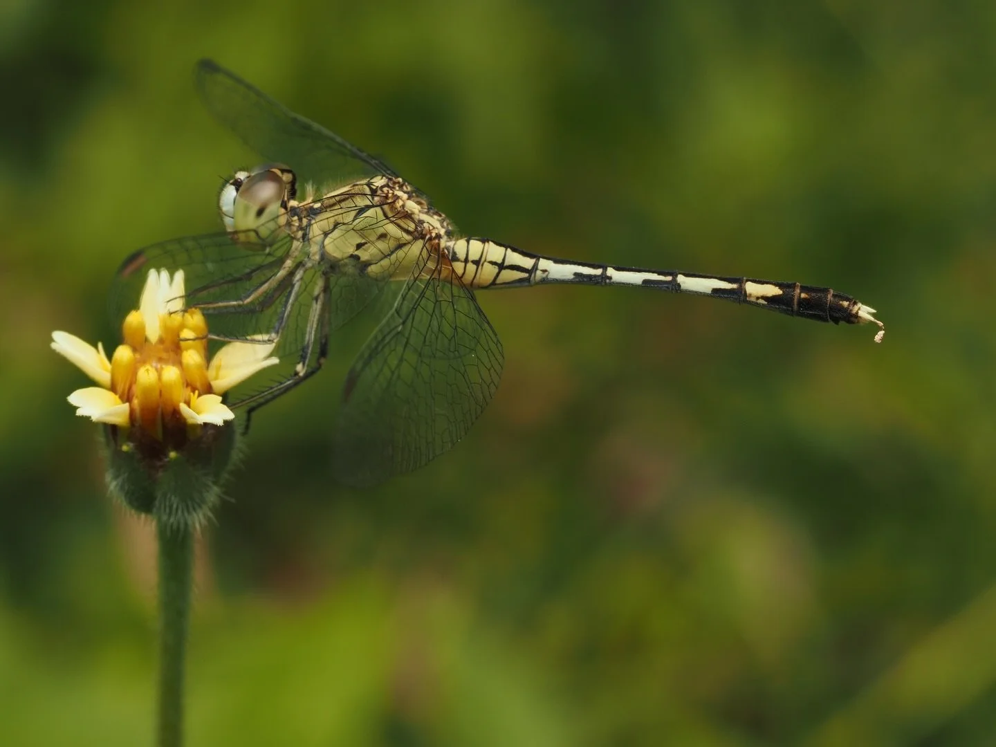 Another macro from Thailand! 
Today&rsquo;s featured insect is Diplacodes trivialis, the Chalky Percher, a common species of Odanate (Dragonfly) that can be found across Asia and Oceania.v  D. trivialis gets its name from the distinct chalky blue col