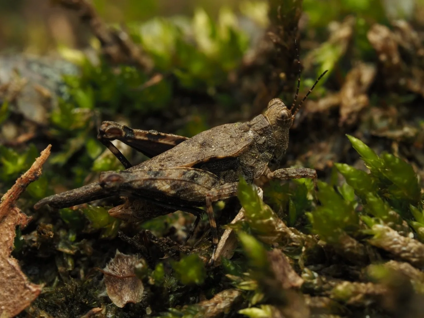 It&rsquo;s been too long since my last post! 
One of my all time favorite groups is the family Tetrigidae, aka the pygmy grasshoppers. This adult male I came across while leaving the Cocora Valley, probably a species in the genus Paratettix, is an ex