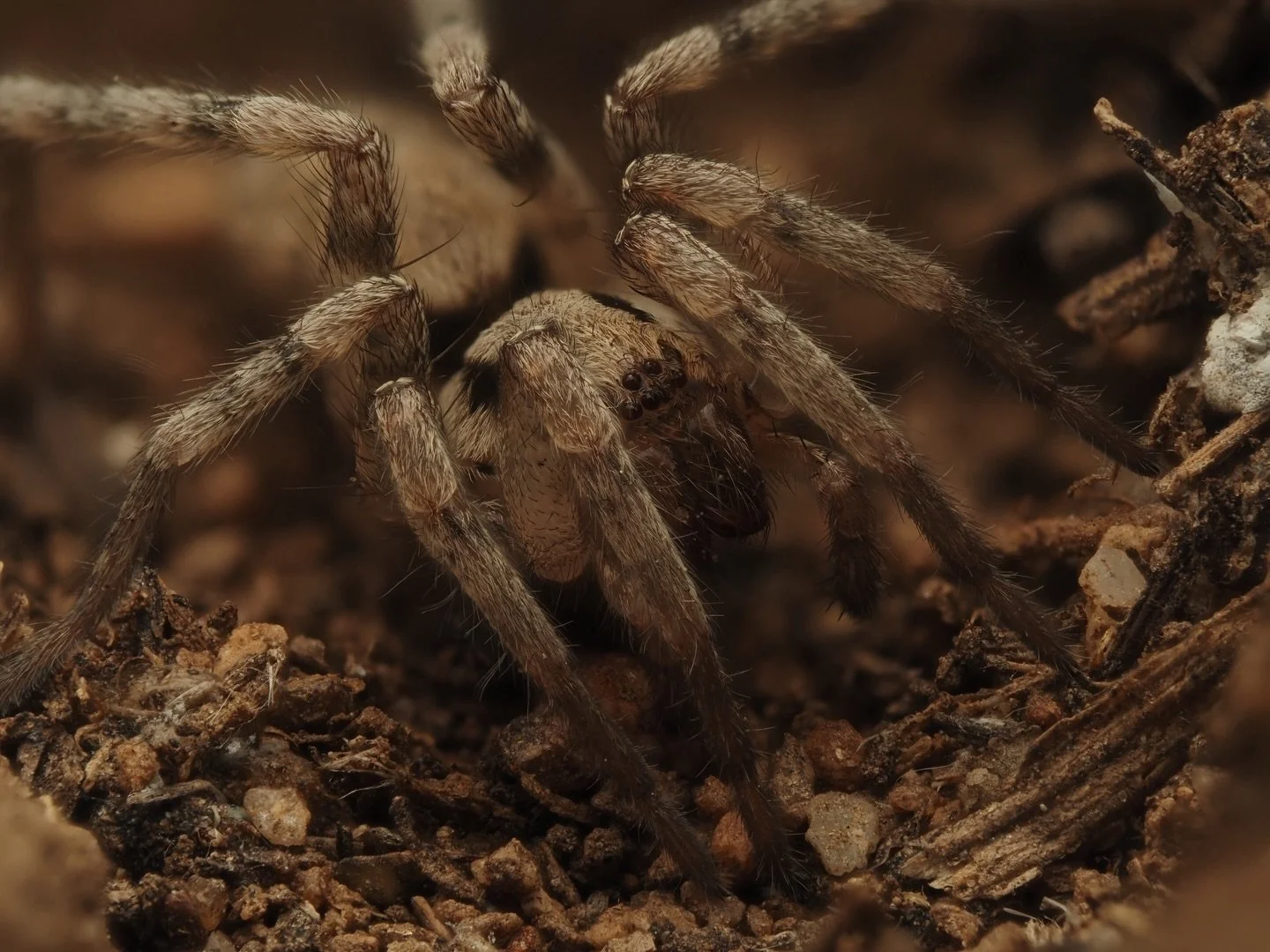 #throwbackthursday 
Today I&rsquo;m revisiting an old photo from my week in Arizona a little over a year ago. This is Syspira tigrina, a species of prowling spider in the family Miturgidae. Prowling spiders have a global distribution, and account for