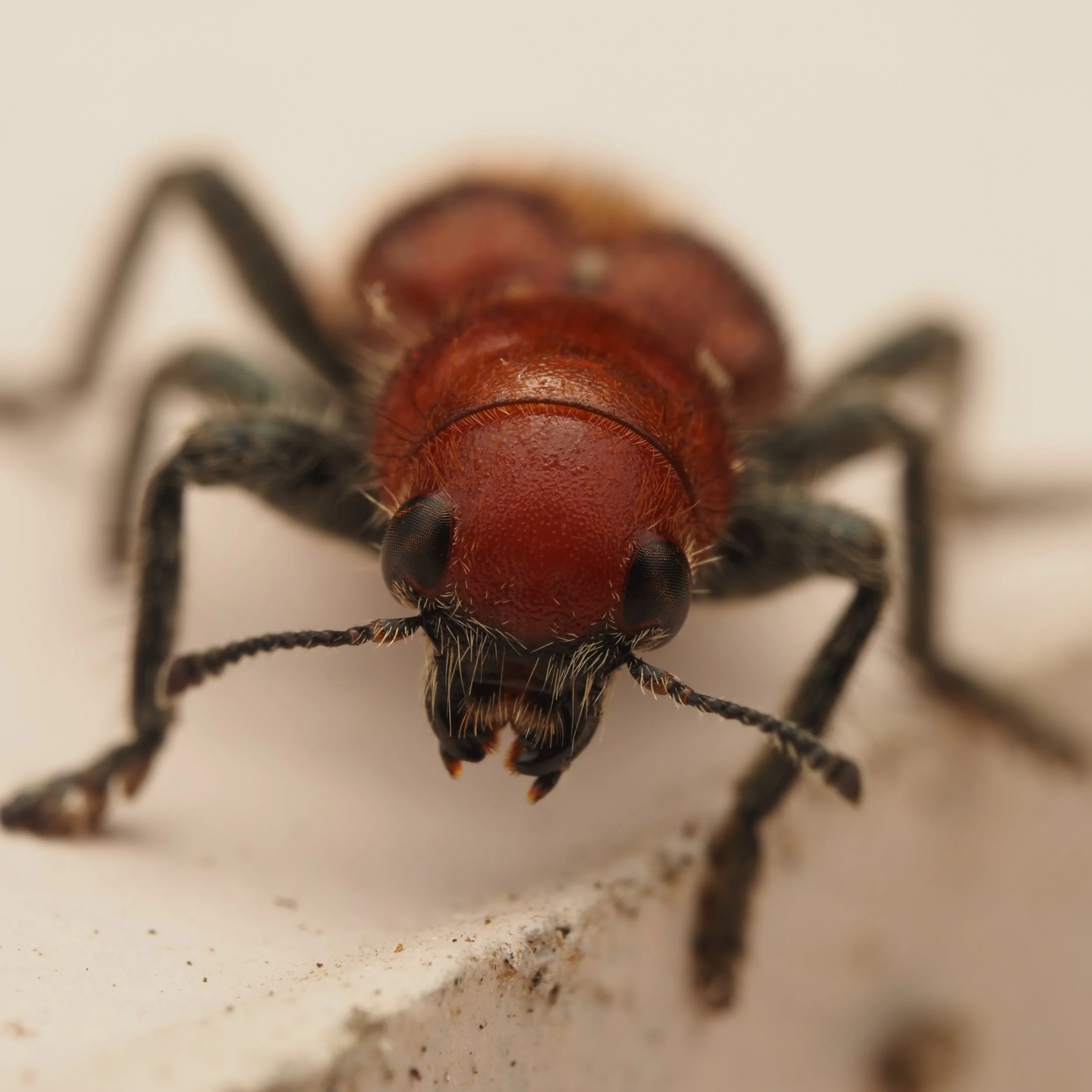 Not really sure what to post today, so enjoy some bug portraits from Mississippi!

There's the species list:

1)Enoclerus ichneumoneus (Orange-banded Clerid)
2)Tabanus sp. (True Horse Flies) 
3)Curculionidae sp. (some sort of Weevil)
4)cf. Xylobiops 