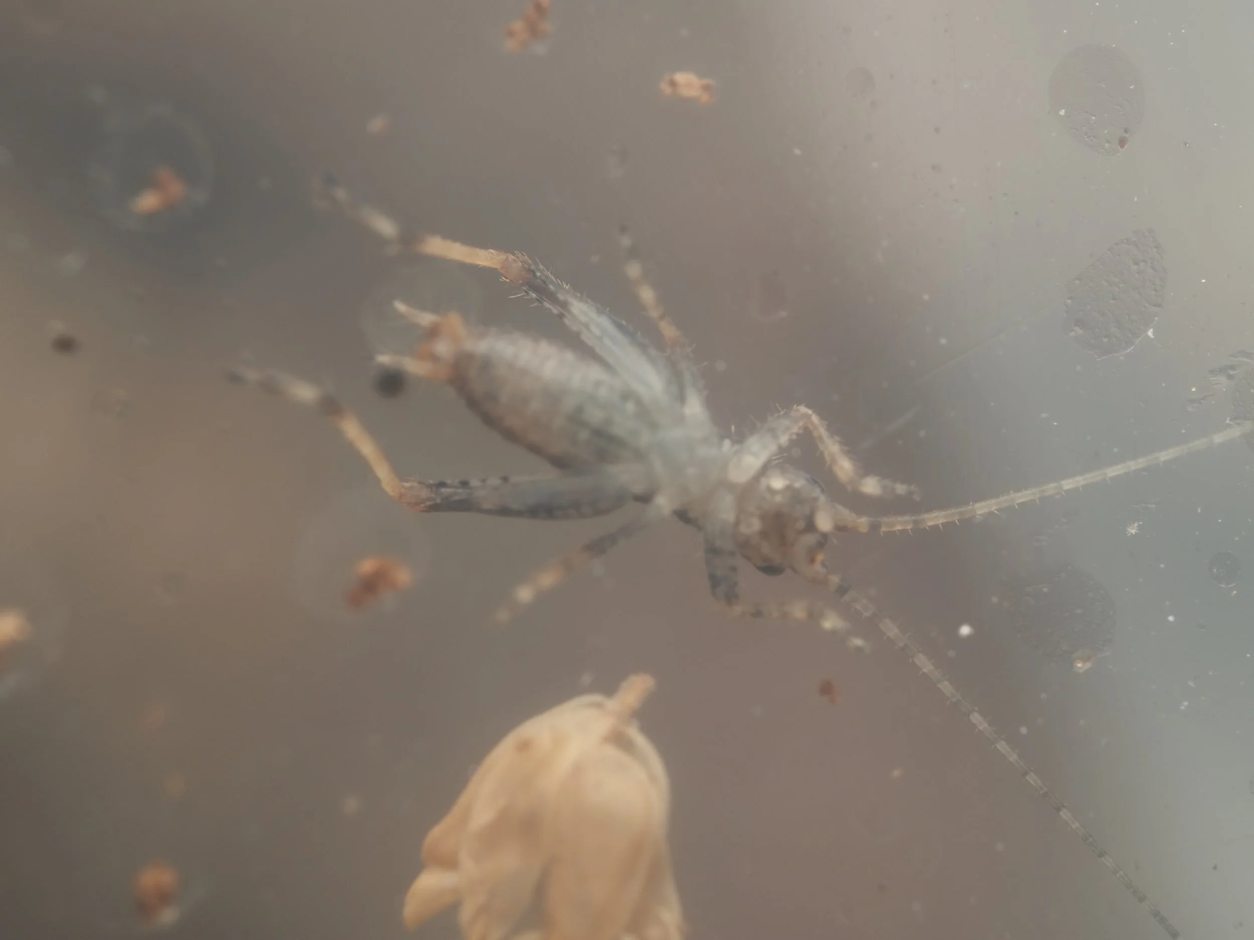 Hapithus saltator "Jumping Bush Cricket" nymph