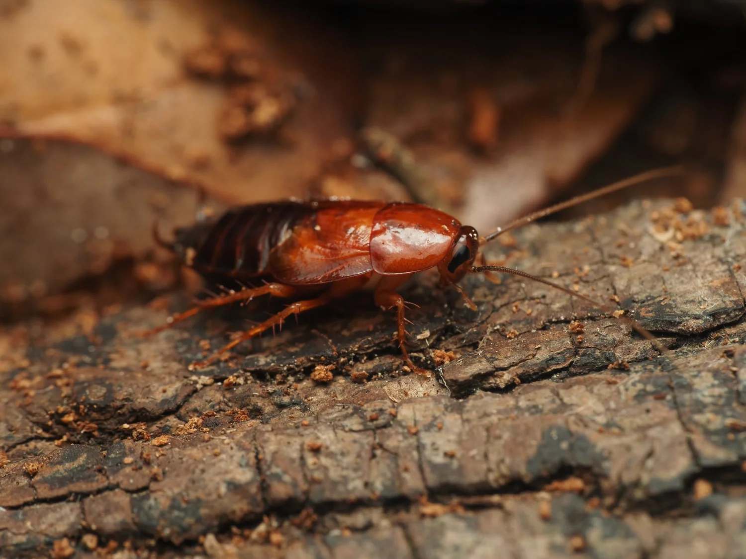 Parcoblatta virginica, the Virginia wood cockroach blog (updated 6/15 ...