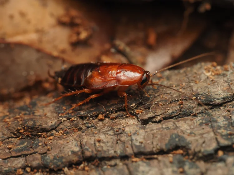 Parcoblatta virginica, the Virginia wood cockroach blog (updated 6/15 ...