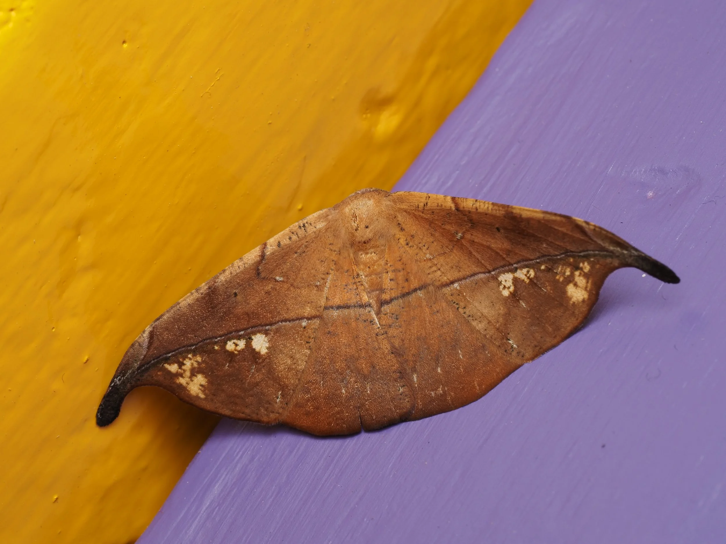 PA228787.jpg