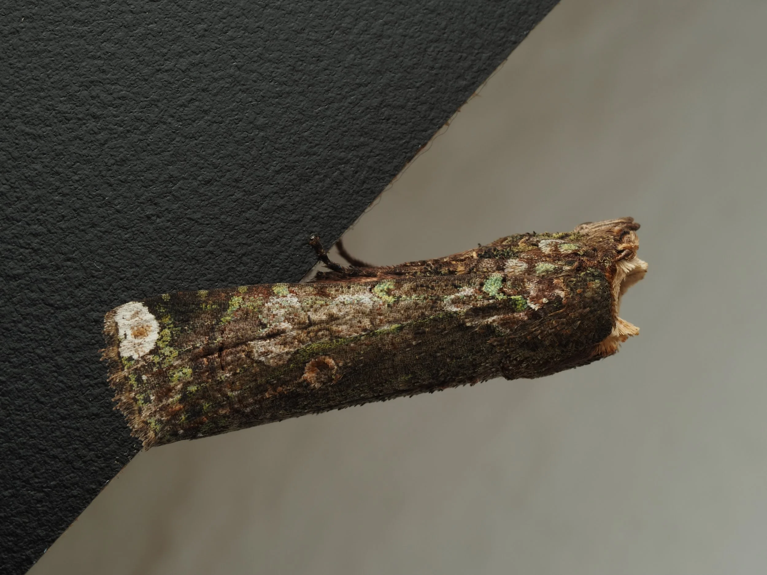 PA228764.jpg