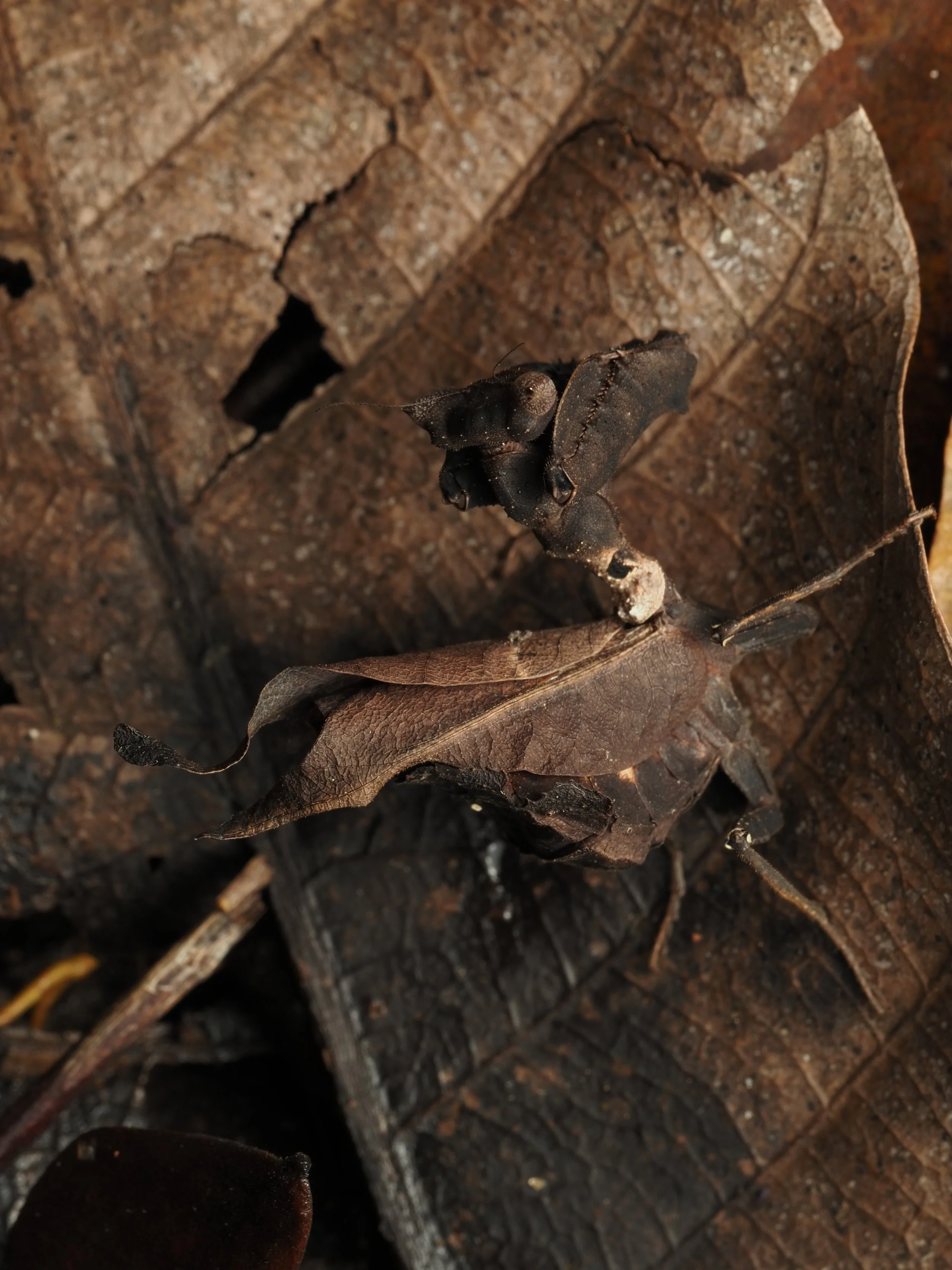 PA259121.jpg
