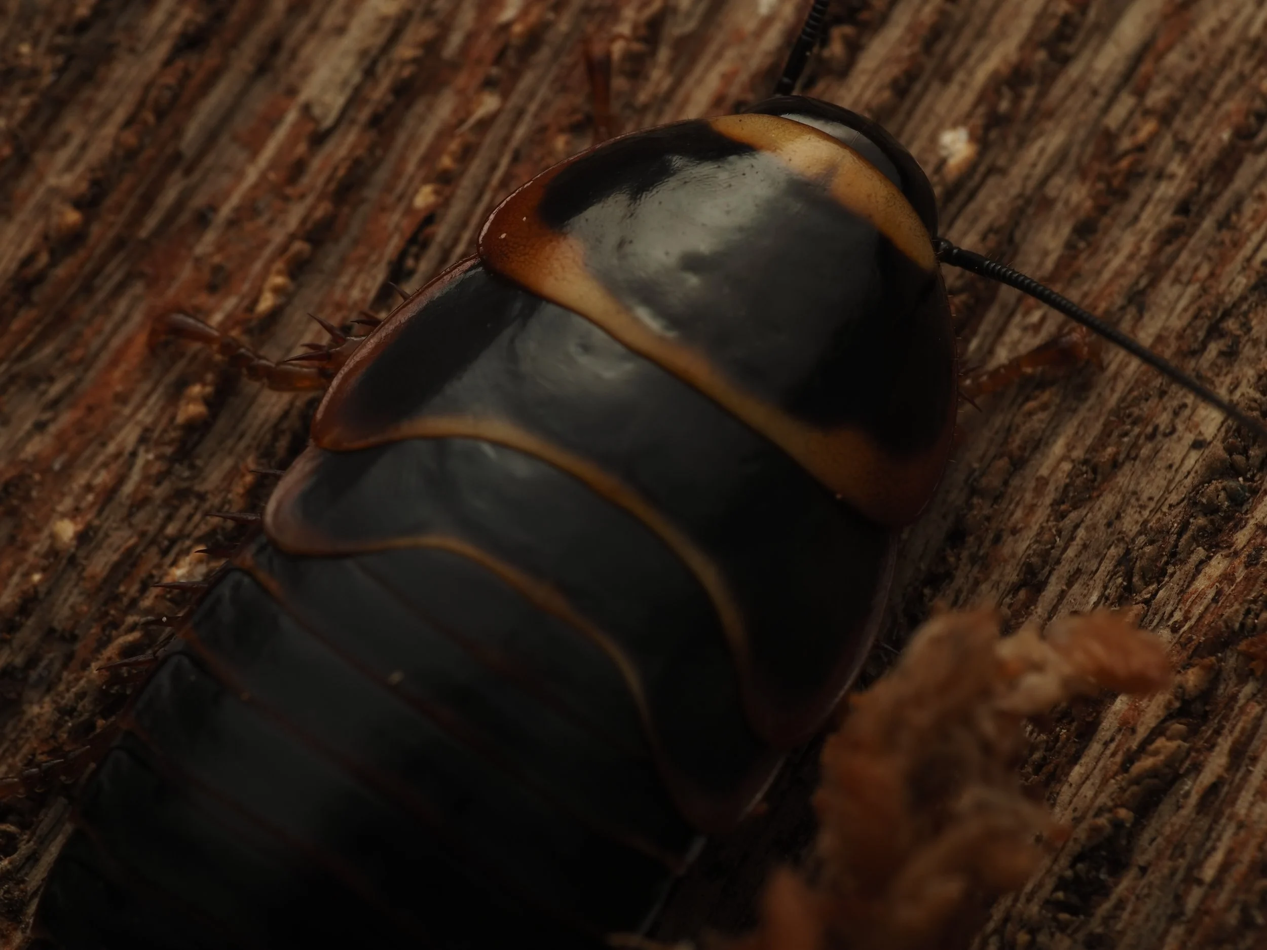 simadoa conisifarum "Extinct Cave Roach" nymph