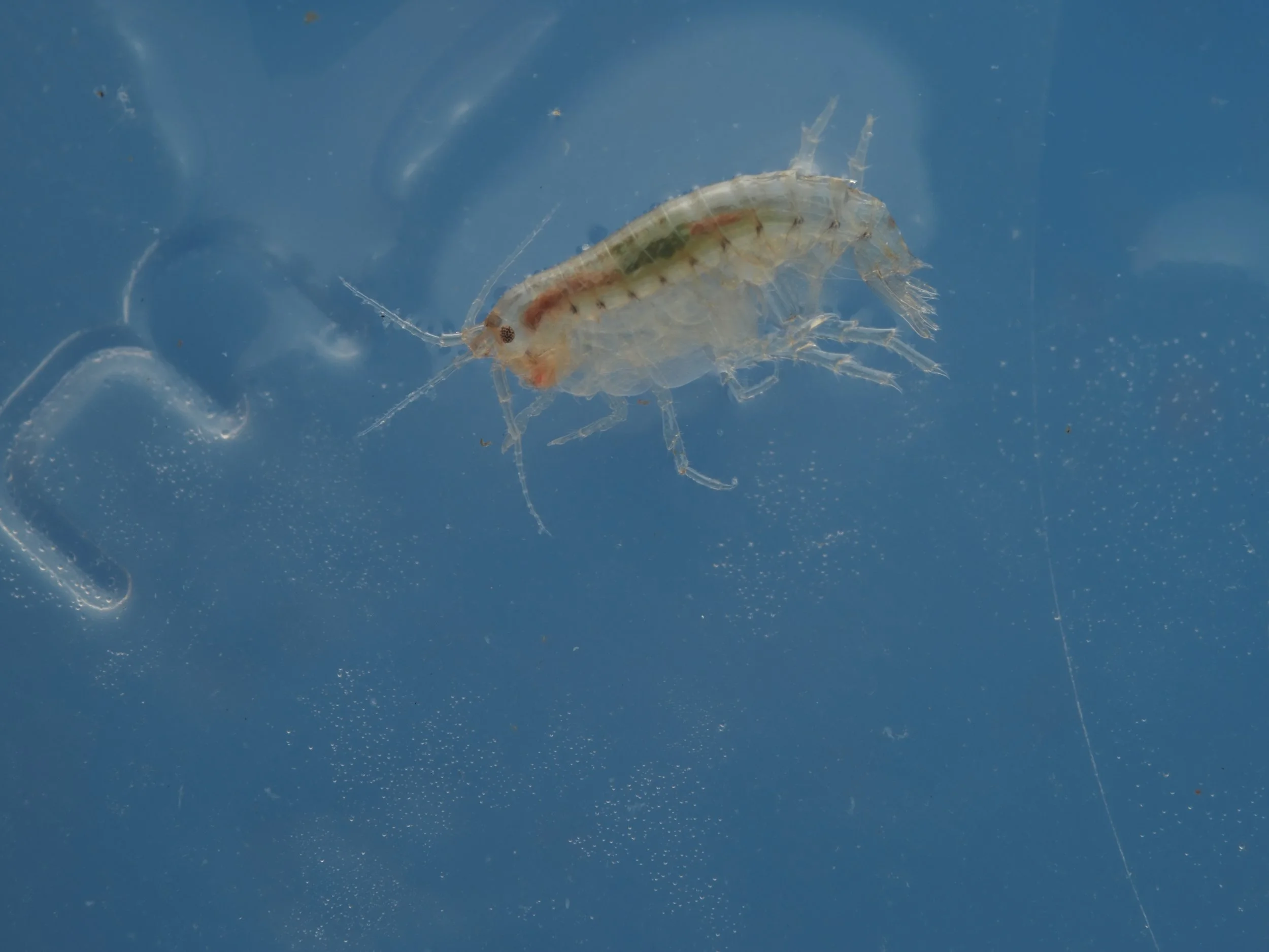 Gammarus sp. Freshwater amphipod