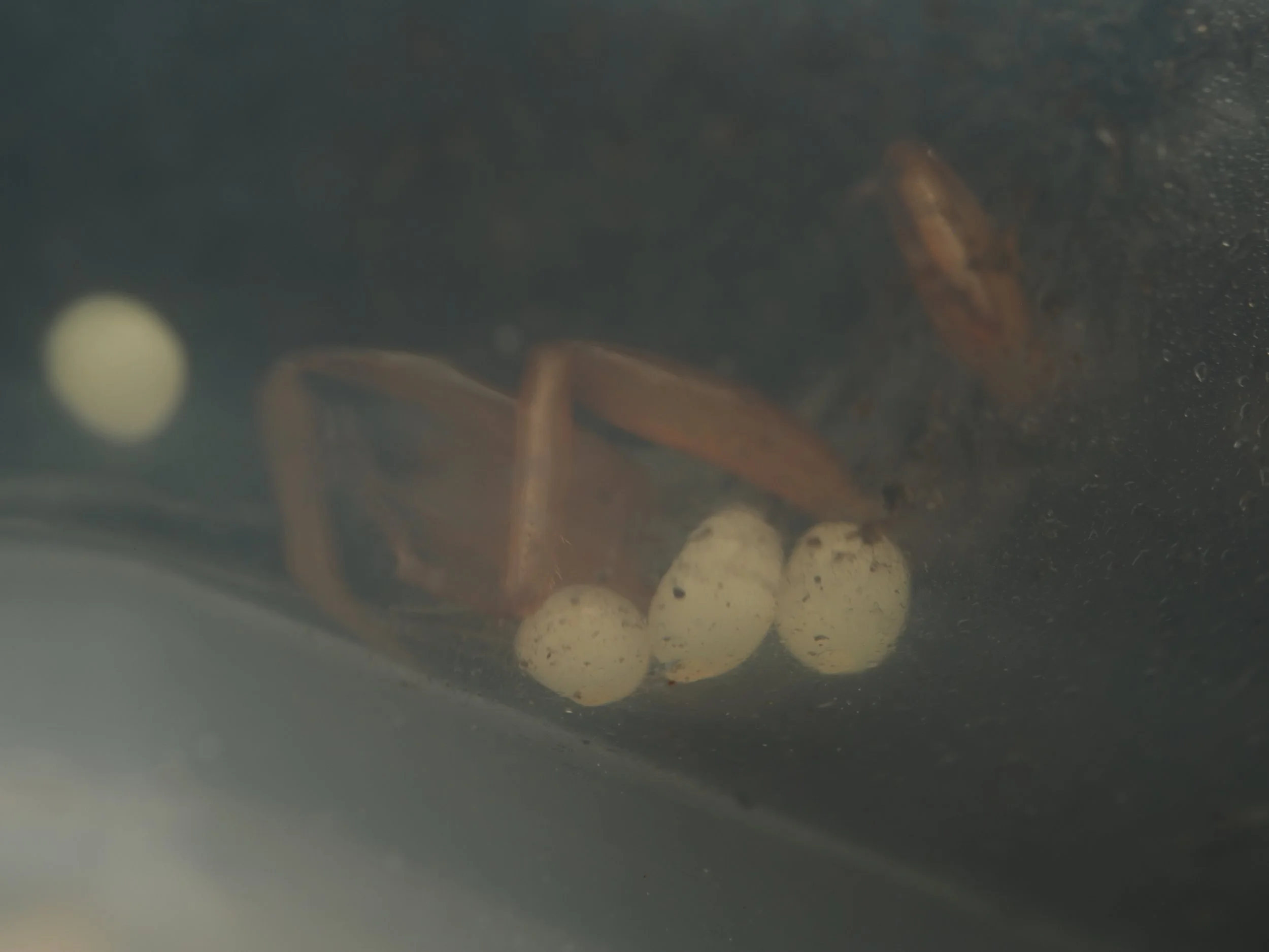 Euborelia arcanum "Arcane Earwig" adult female taking care of eggs