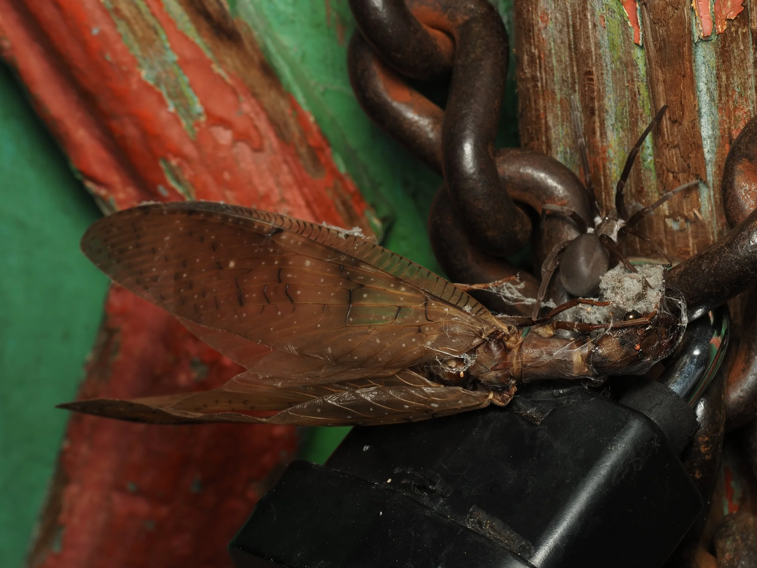 PA228773.jpg