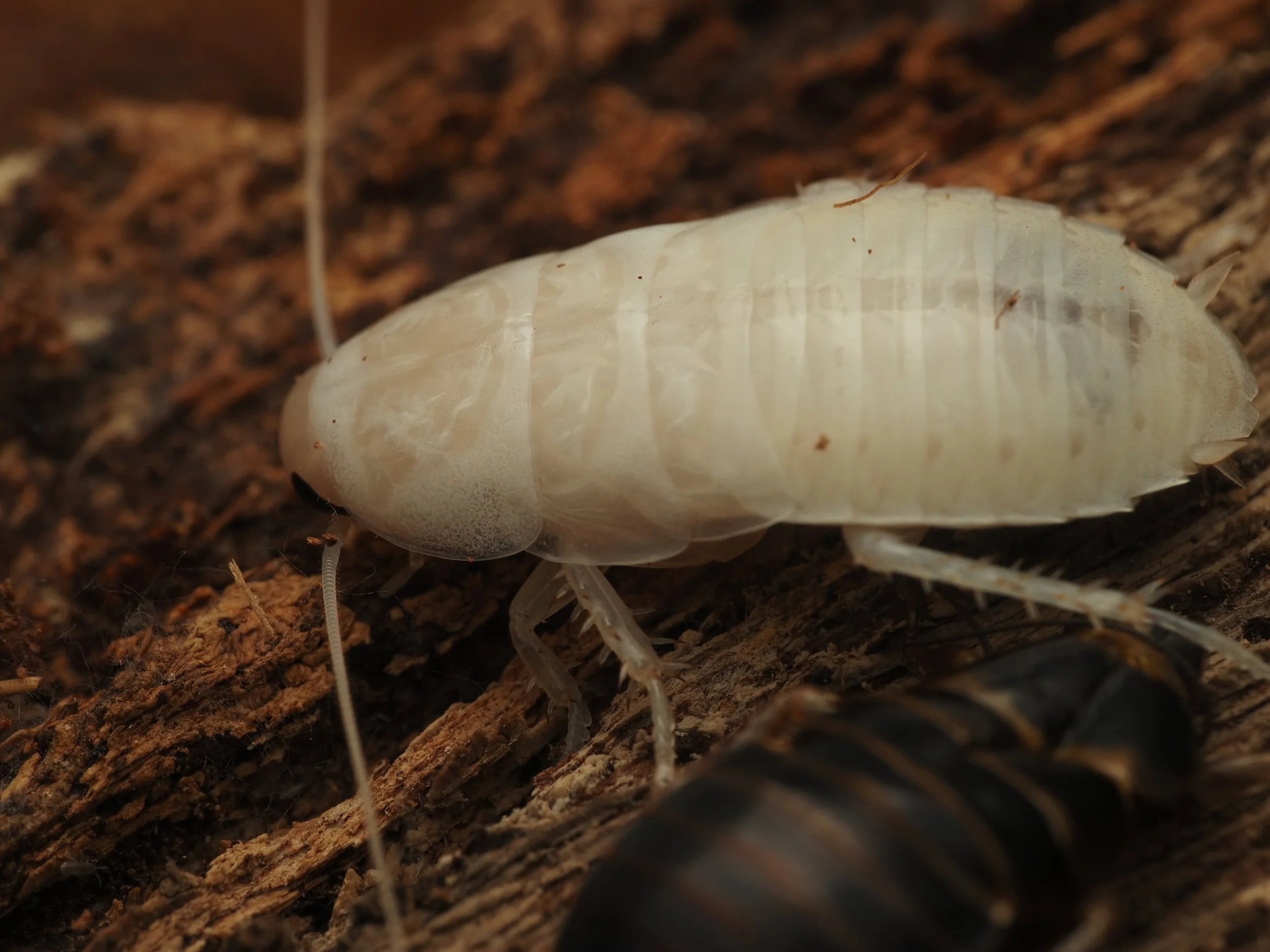 simadoa conisifarum "Extinct Cave Roach" nymph (recently molted)
