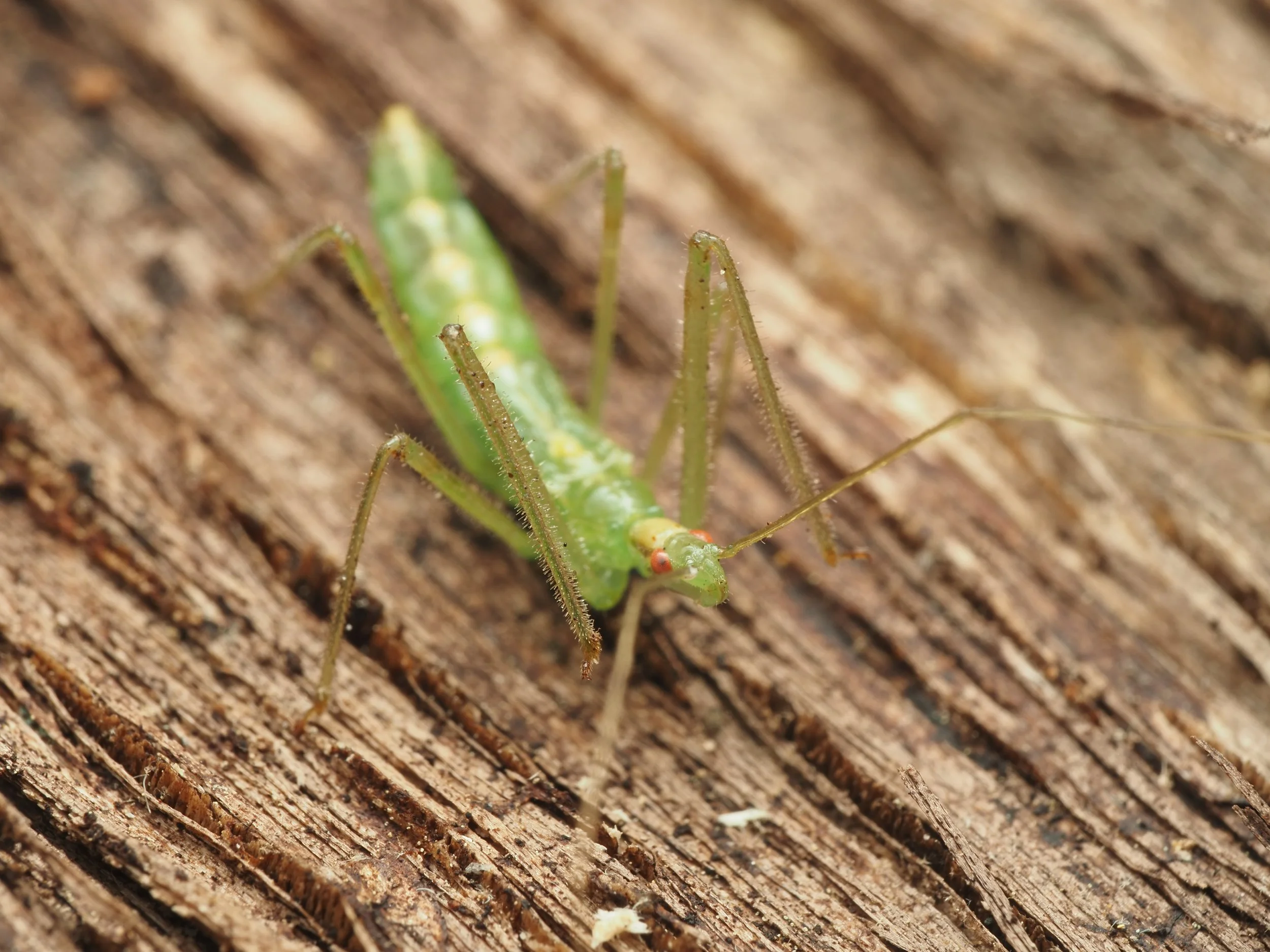 Zelus luridus nymph
