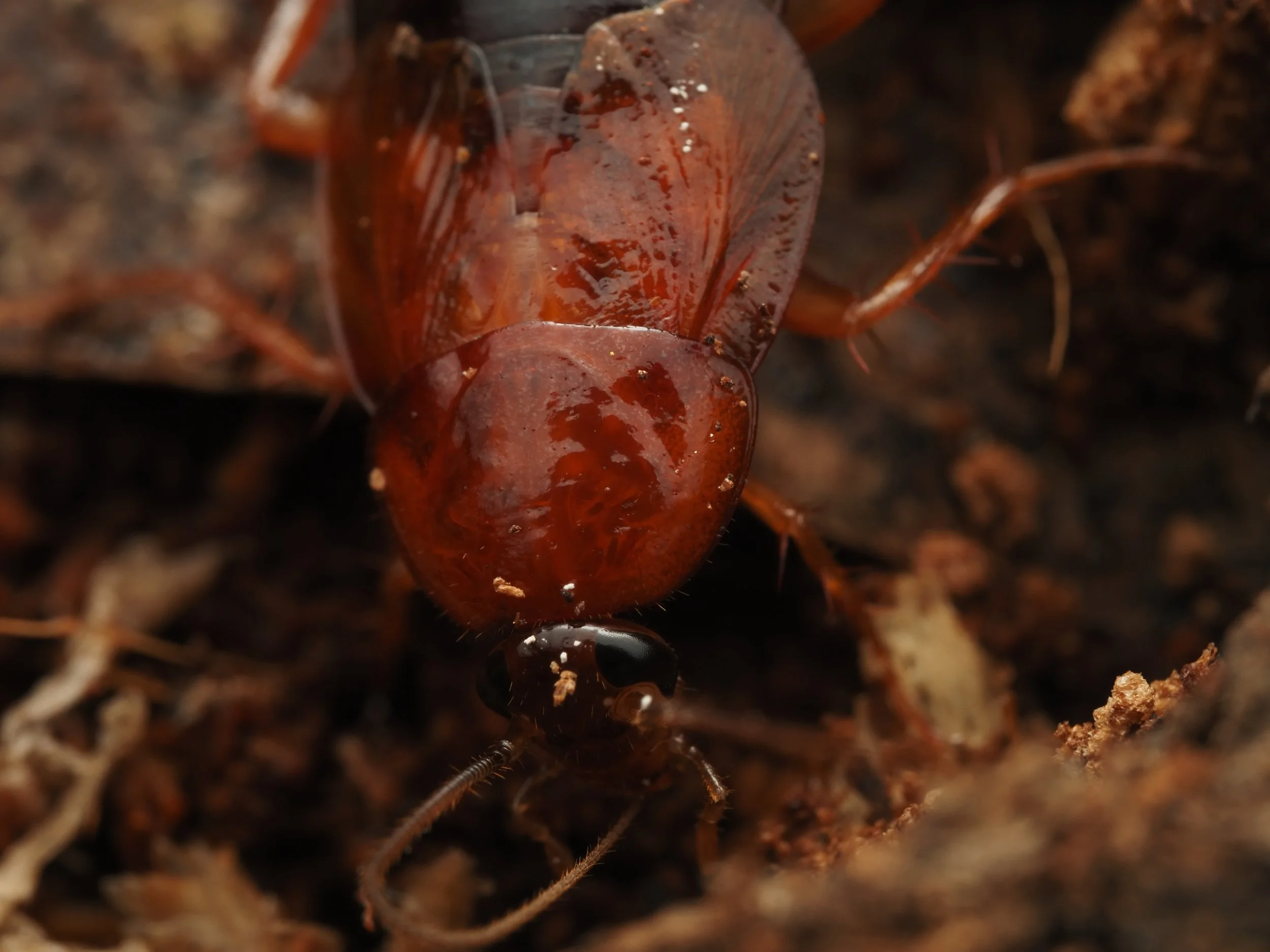 Parcoblatta virginica "Virginia Wood Roach" adult female