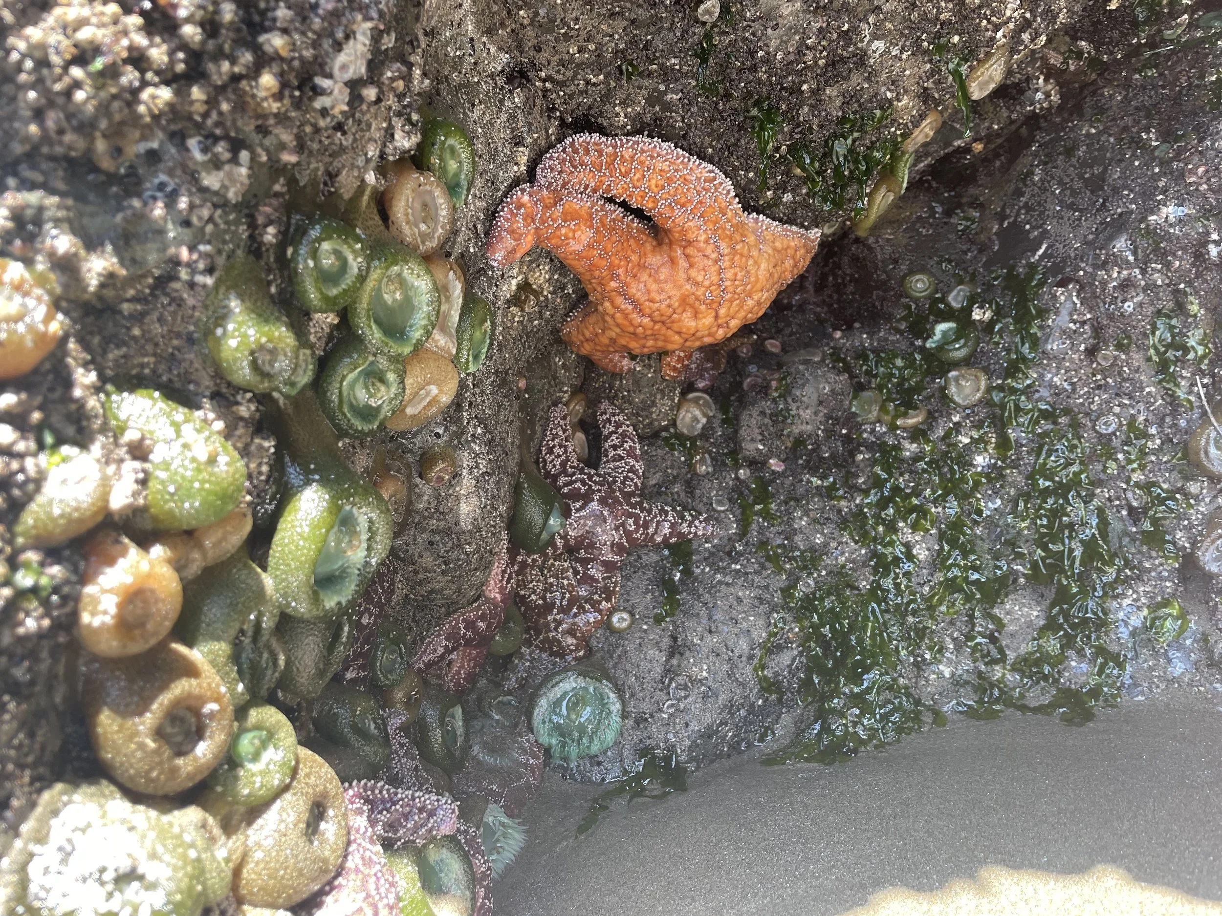 an orange starfish and other colorful sea creatures in a tide pool