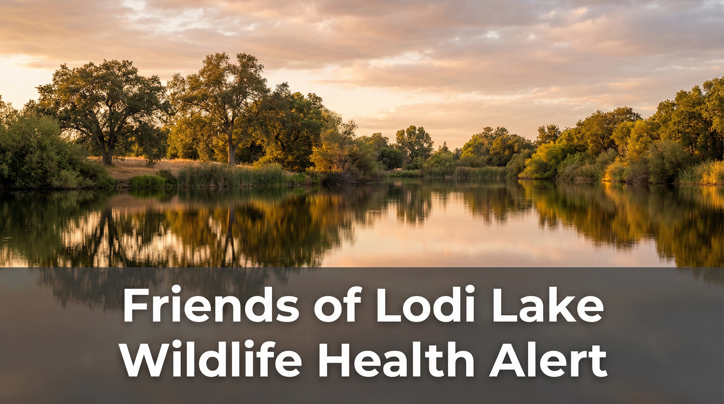 Unexplained Animal Deaths at Lodi Lake