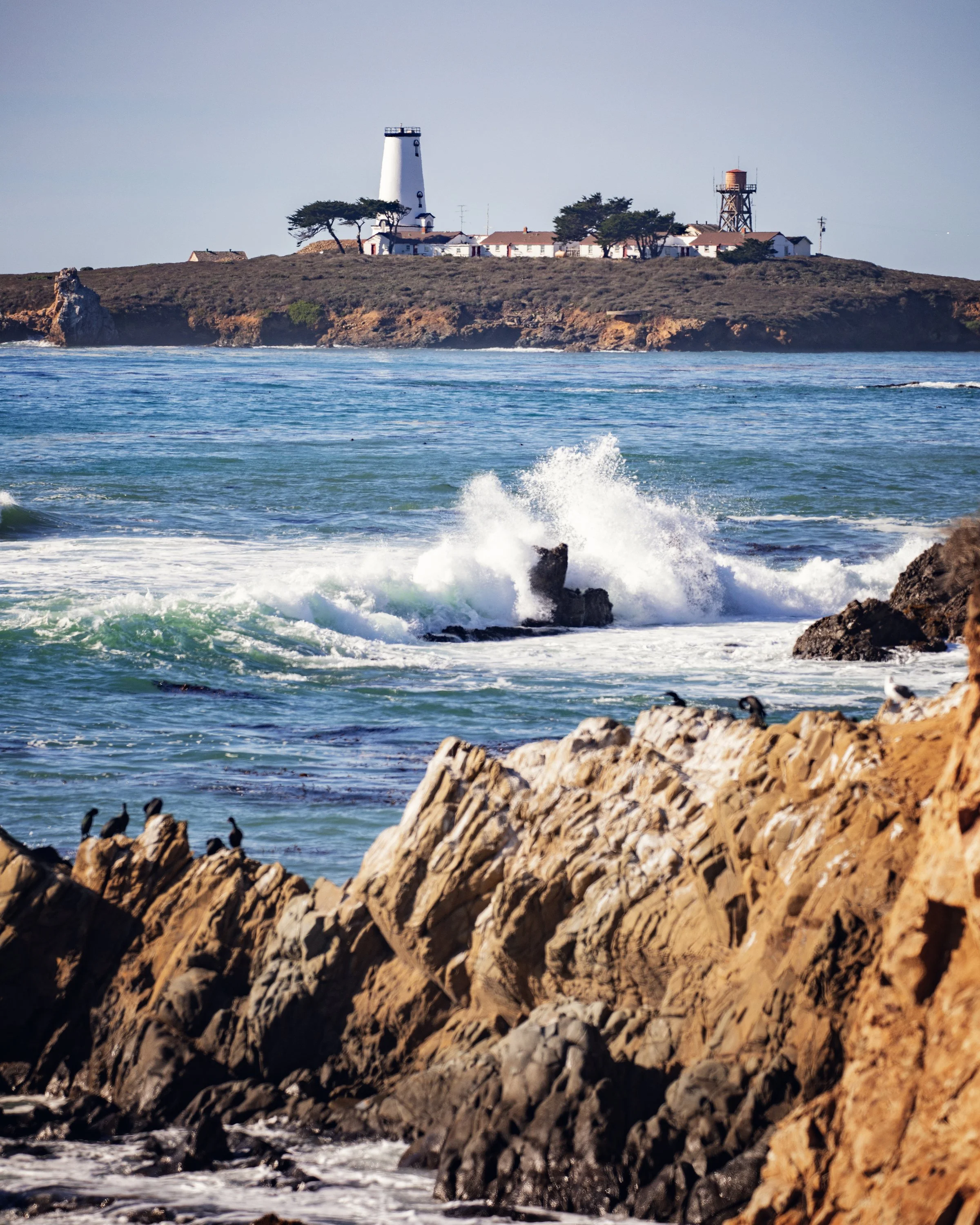 flyingdawnmarie-piedras-blancas-elephant-seal-rookery-06.jpg