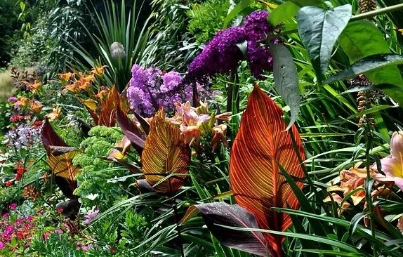 A lush garden filled with various colorful flowers and green foliage, including purple, orange, and pink blossoms among tall leaves and plants.