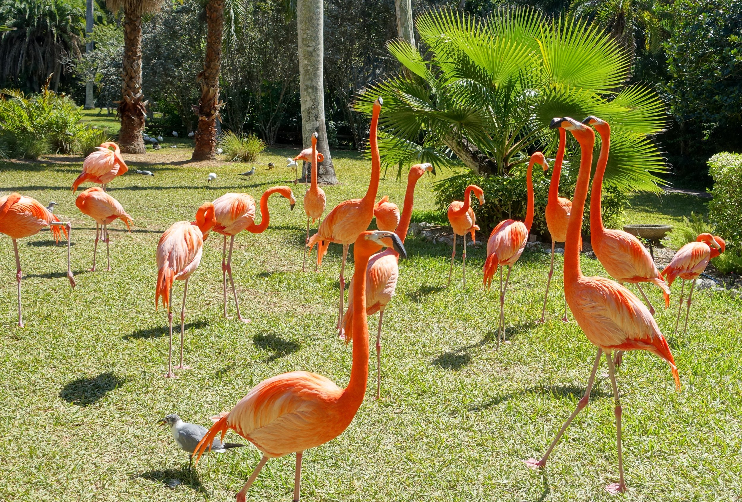 Flamingos_-_Sarasota_Jungle_Gardens_-_Sarasota,_Florida_-_DSC01968.jpg