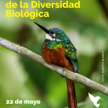Colorful hummingbird perched on a branch with green foliage background.