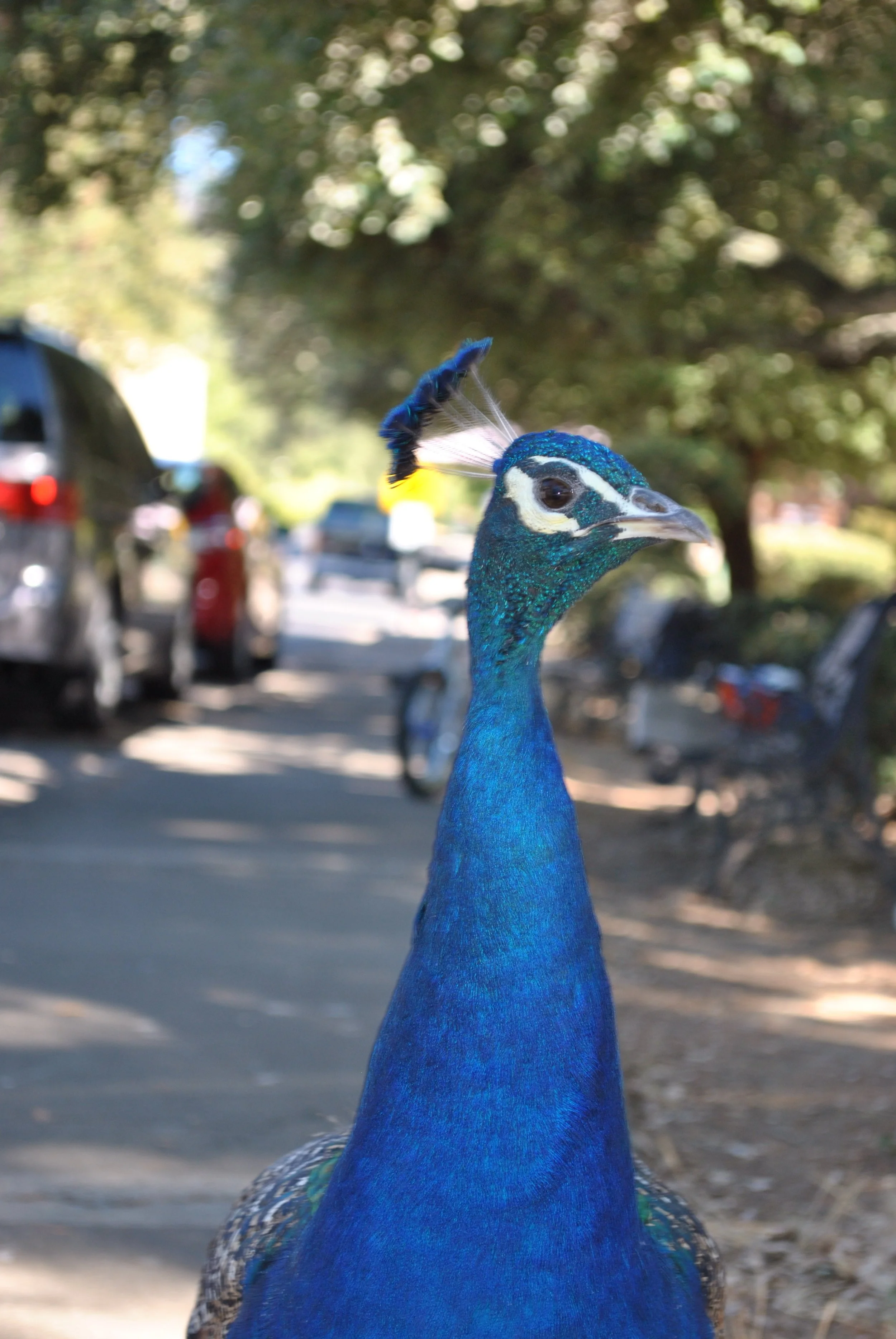 DSC_0046.jpg