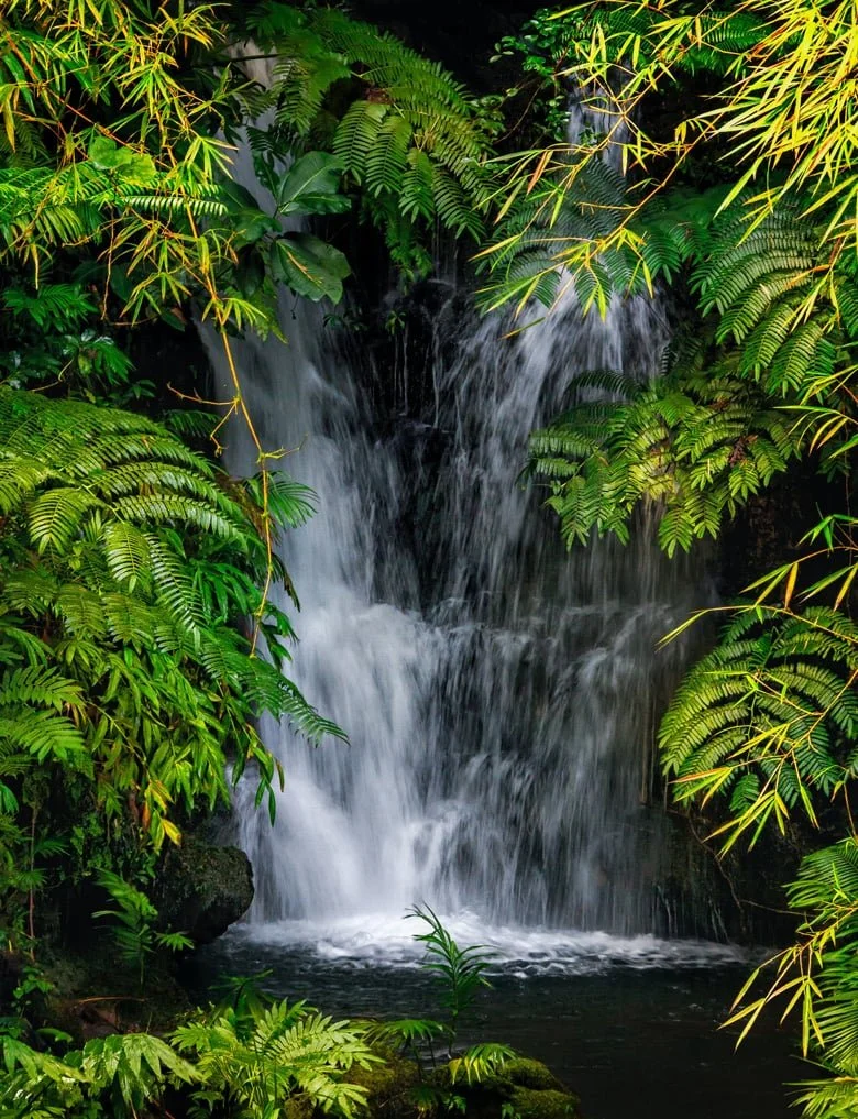 A small waterfall flowing over rocks surrounded by lush green tropical plants in a forest.