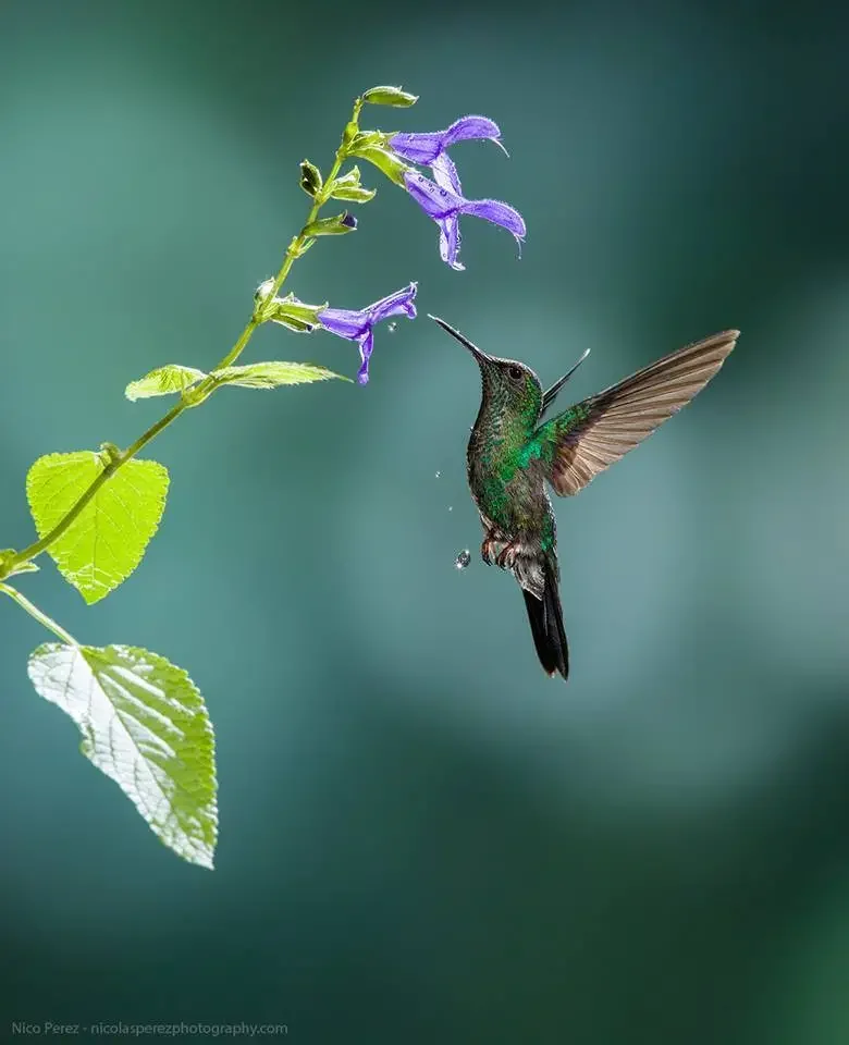 A hummingbird hovering near purple flowers on a green plant.