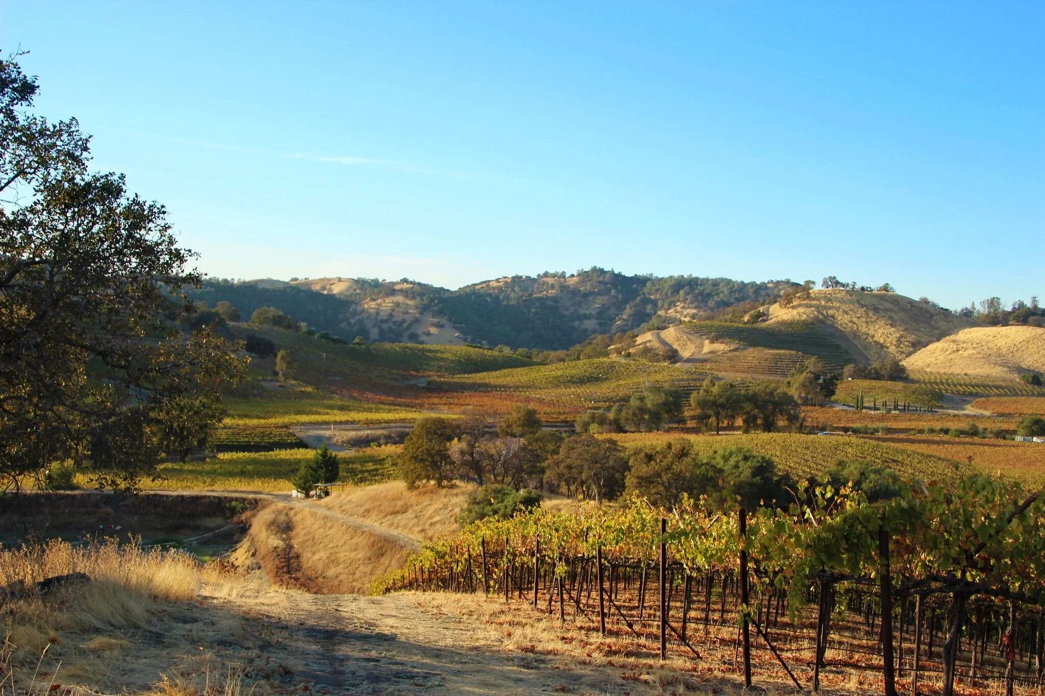 Sunlit rolling hills and vineyards in a rural landscape with a dirt path, trees, and a clear blue sky.