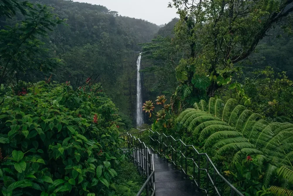 Lush tropical rainforest with a narrow pathway and metal railing, leading towards a tall, thin waterfall in the distance.
