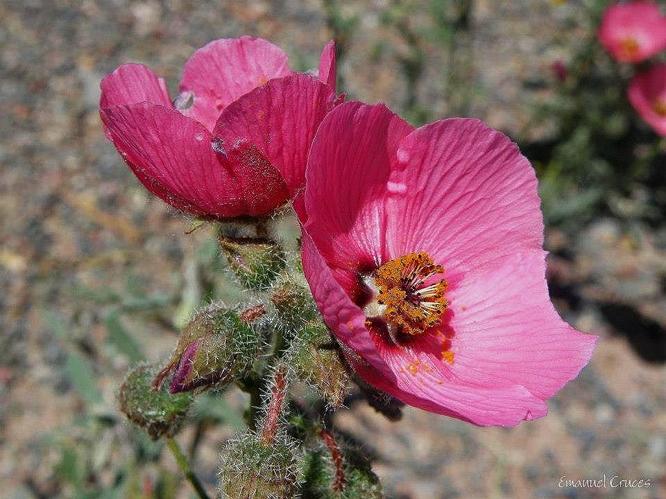 Lecanophora-heterophylla.jpg