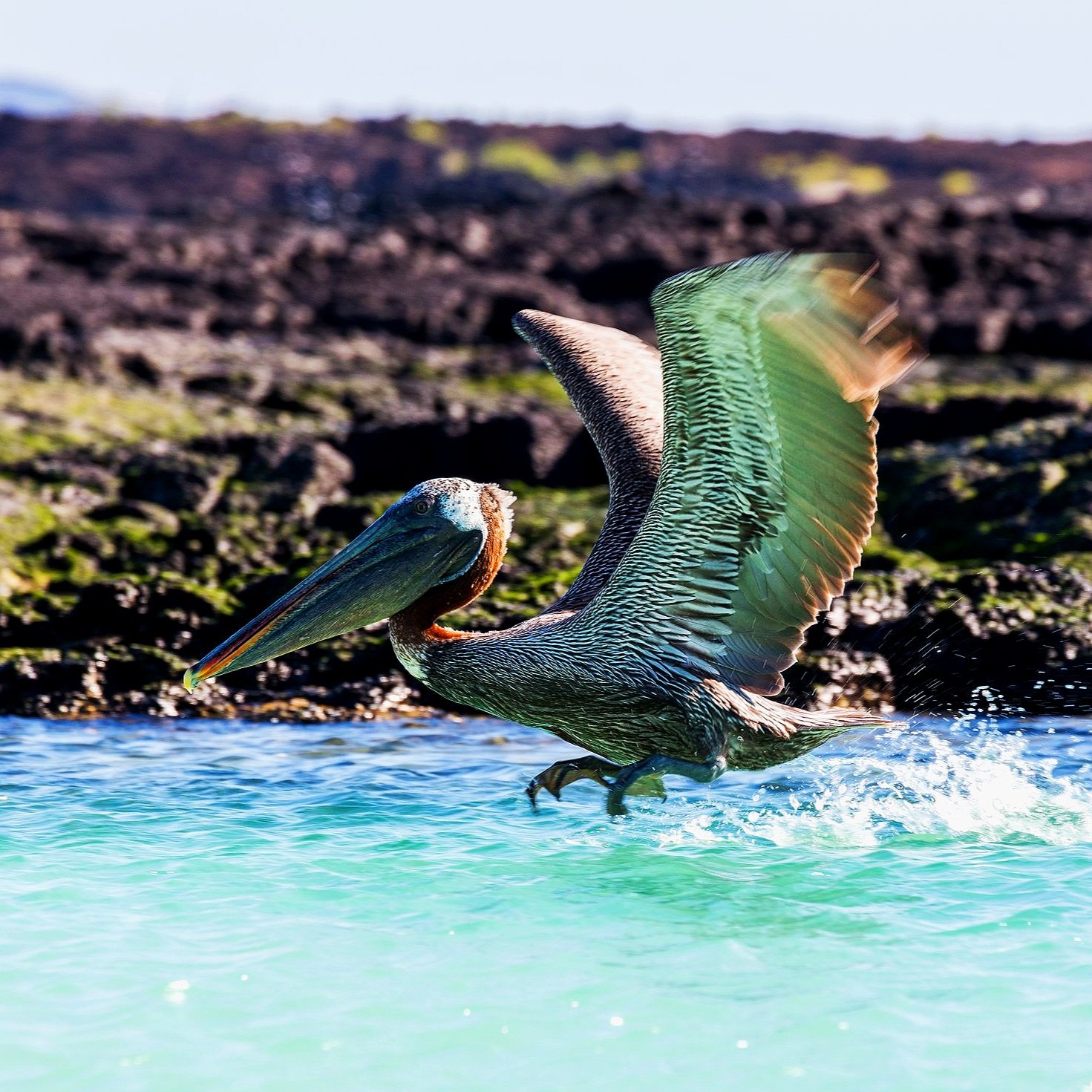 Pelicano_pardo_de_las_Galapagos_Pelecanus_occidentalis_urinator_Cerro_Brujo_isla_de_San_Cristobal_islas_Galapagos_Ecuador_2015-07-24_DD_157.jpg