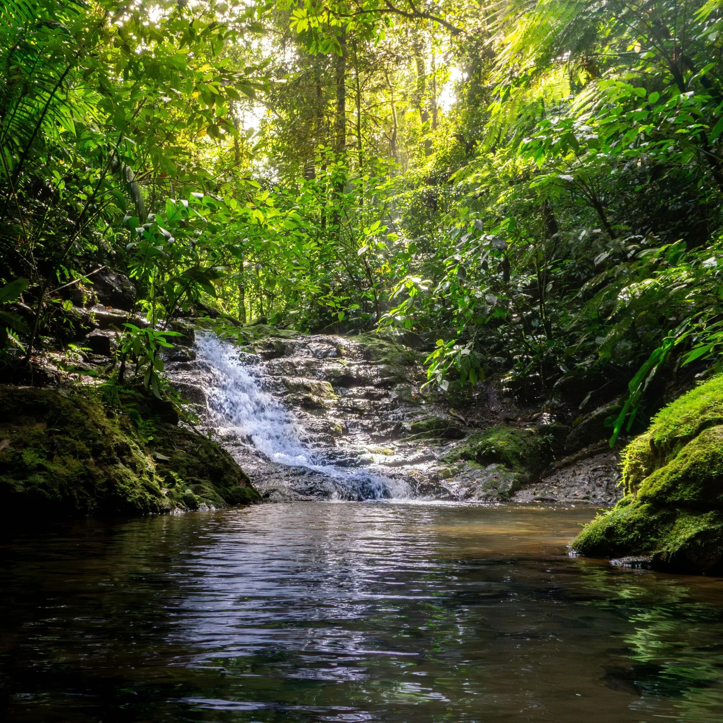 A lush green forest with sunlight shining through the dense canopy, a small waterfall flowing over rocks into a calm pool.