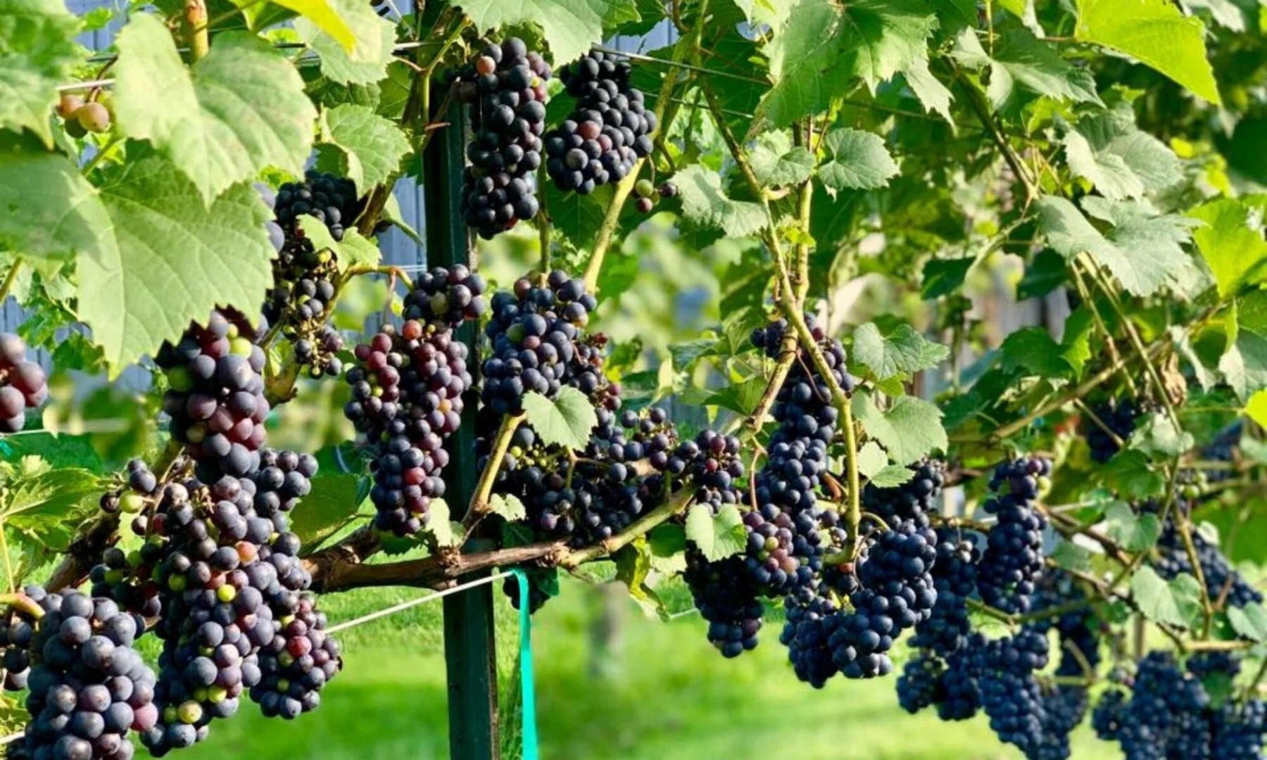 Grapevines with bunches of ripe purple grapes hanging from the vine in a vineyard.