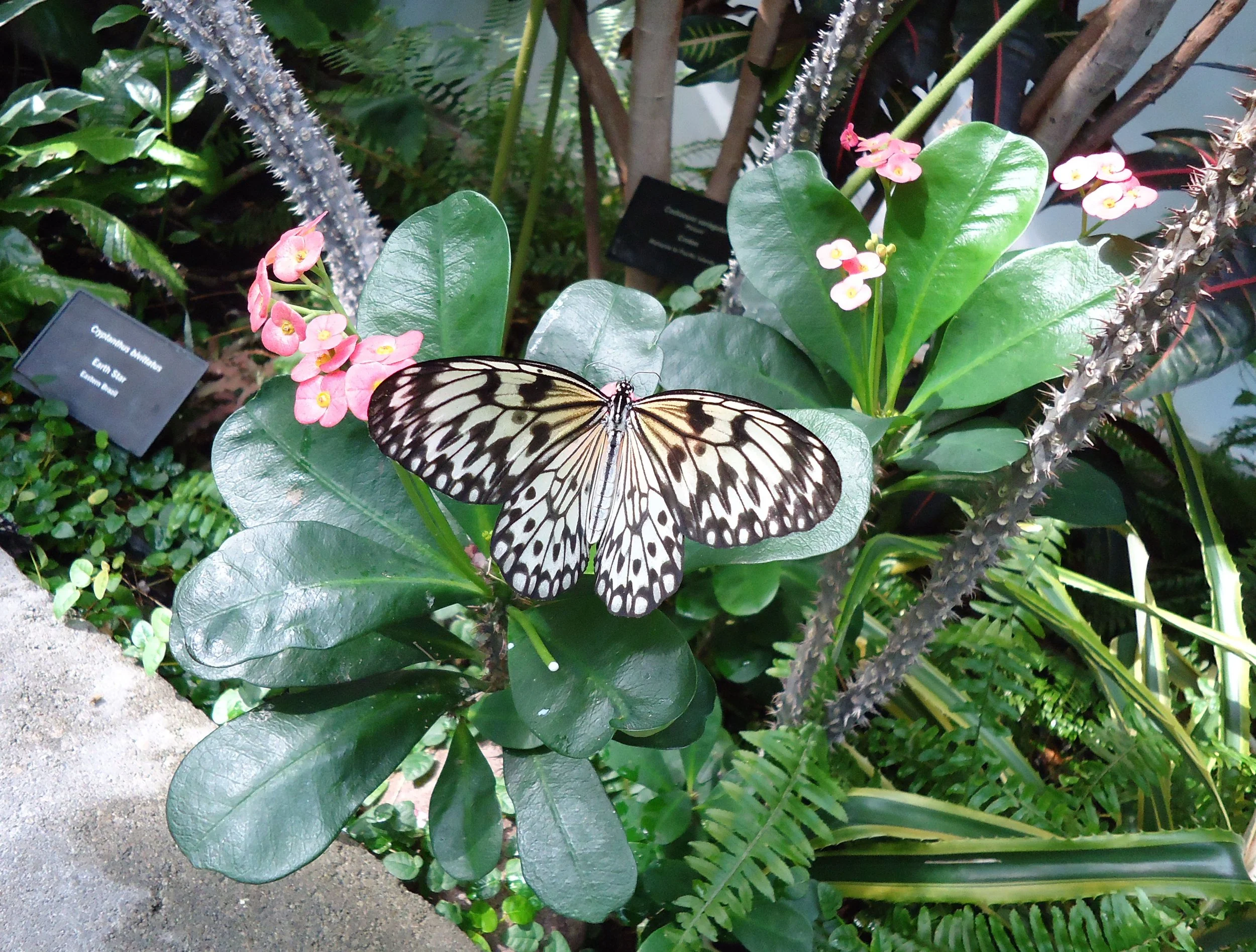 butterfly1.jpg
