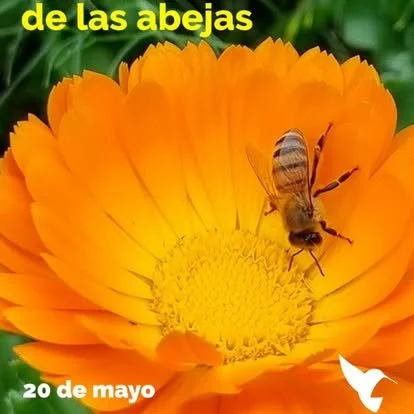 Close-up of an orange flower with a honeybee collecting nectar, with Spanish text indicating a date.