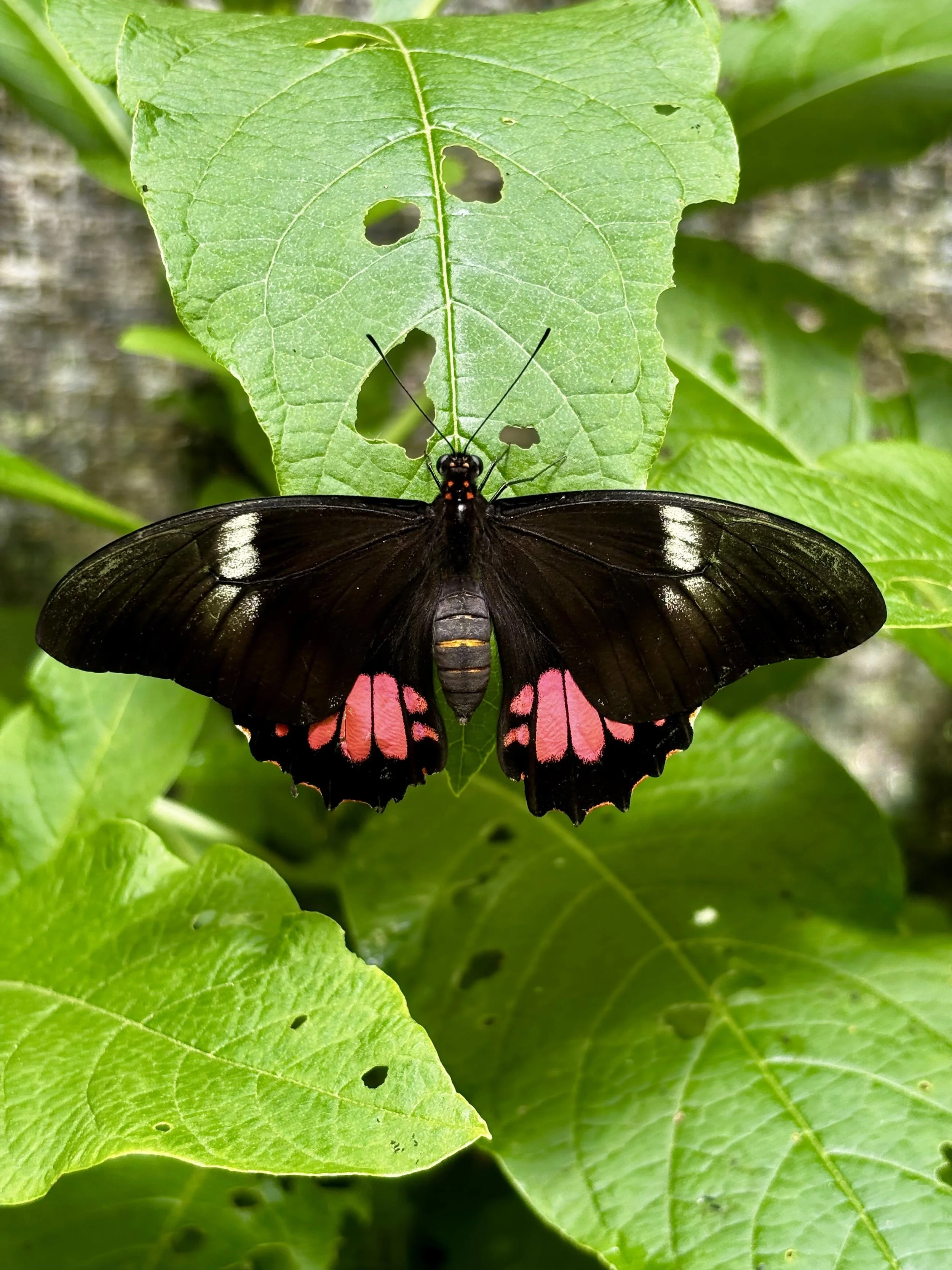 A black butterfly with pink spots on its lower wings, resting on a green leaf with holes in it, surrounded by other green leaves.