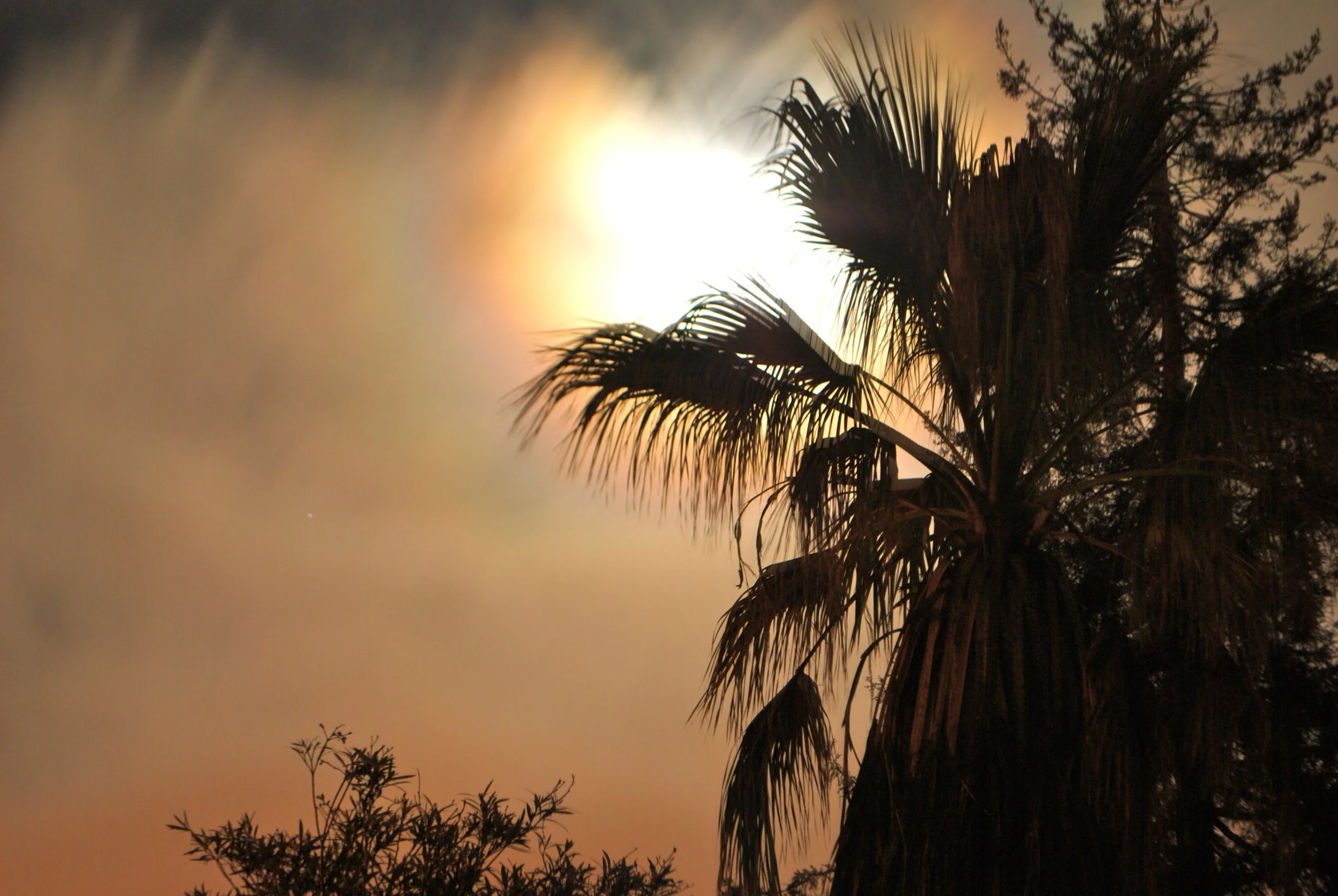 Silhouette of a palm tree and other trees against a bright sunset sky with clouds.