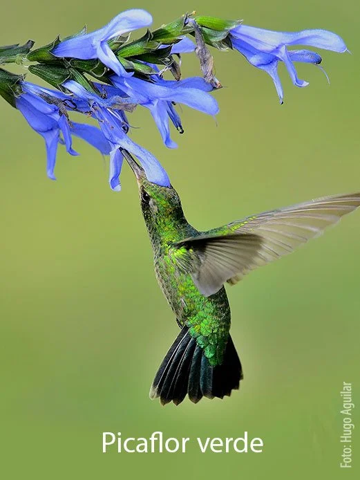 A hummingbird with green and black feathers feeding from a blue flower
