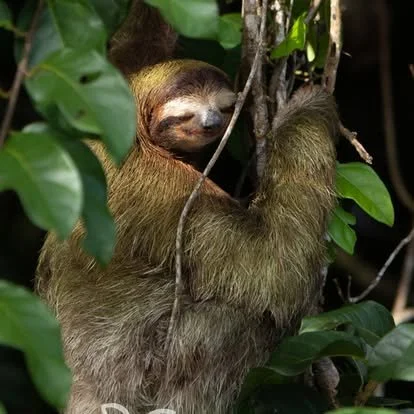Sloth hanging from a tree branch surrounded by green leaves, resting peacefully with eyes closed.