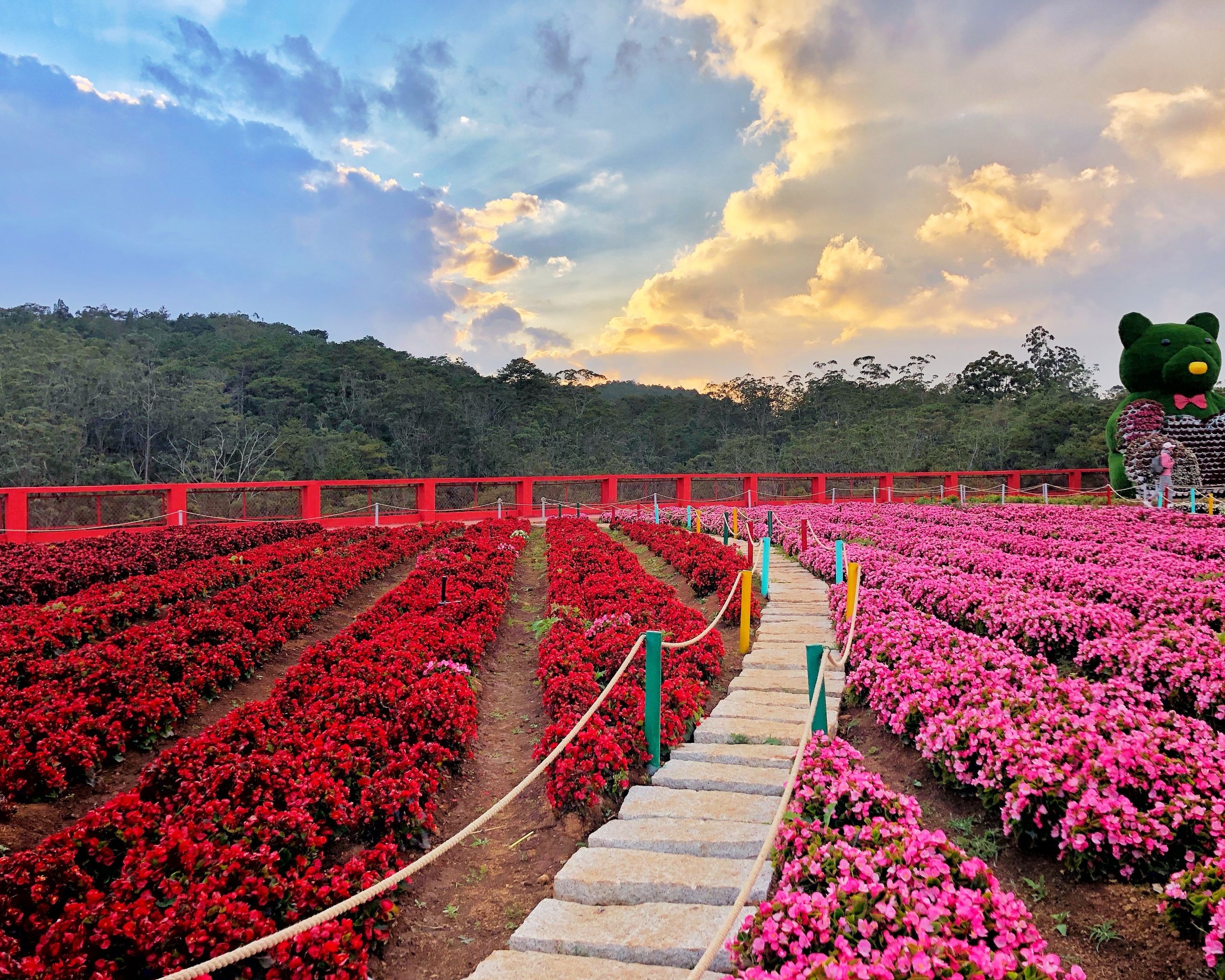 canh-dong-hoa-da-lat.jpg