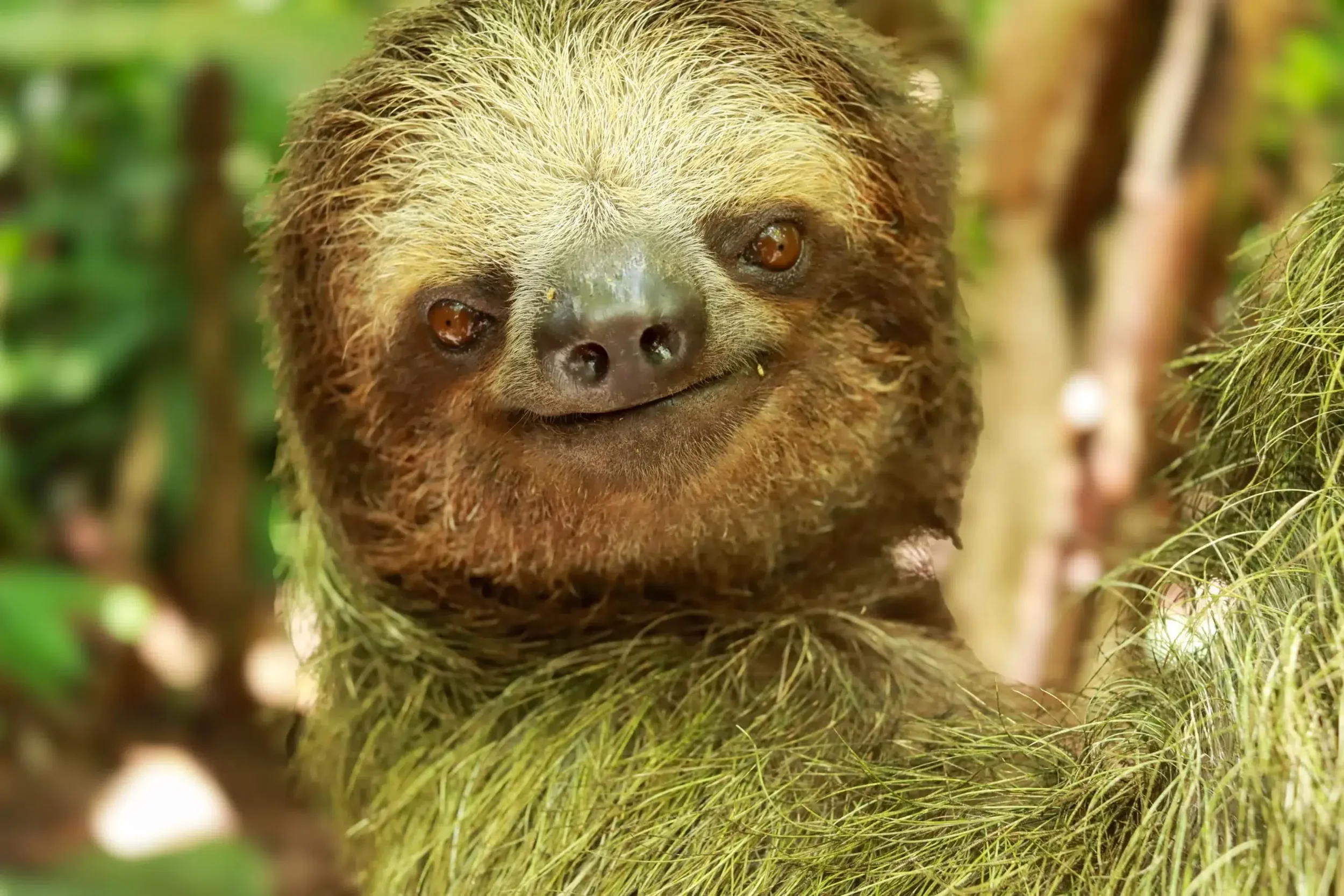 Close-up of a smiling sloth with brown eyes, surrounded by green foliage.