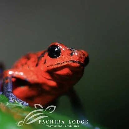 Close-up of a red and black poison dart frog on green leaf, Pachira Lodge, Tortuguero, Costa Rica.