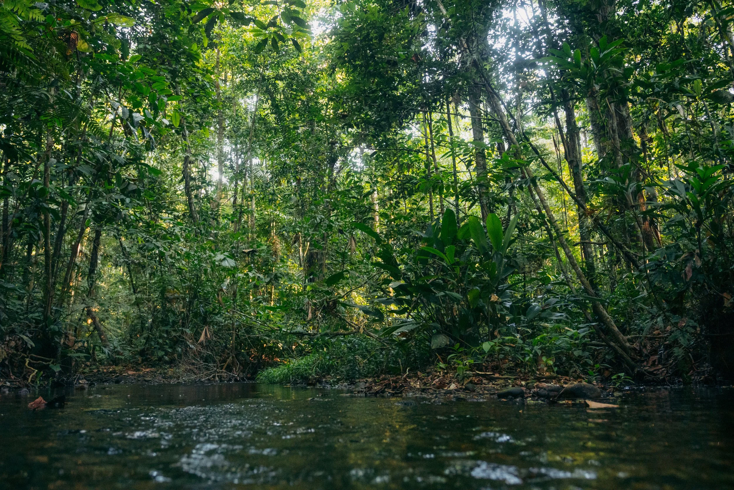 A view of a dense, lush green forest with a small body of water in the foreground, sunlight filtering through the tall trees.
