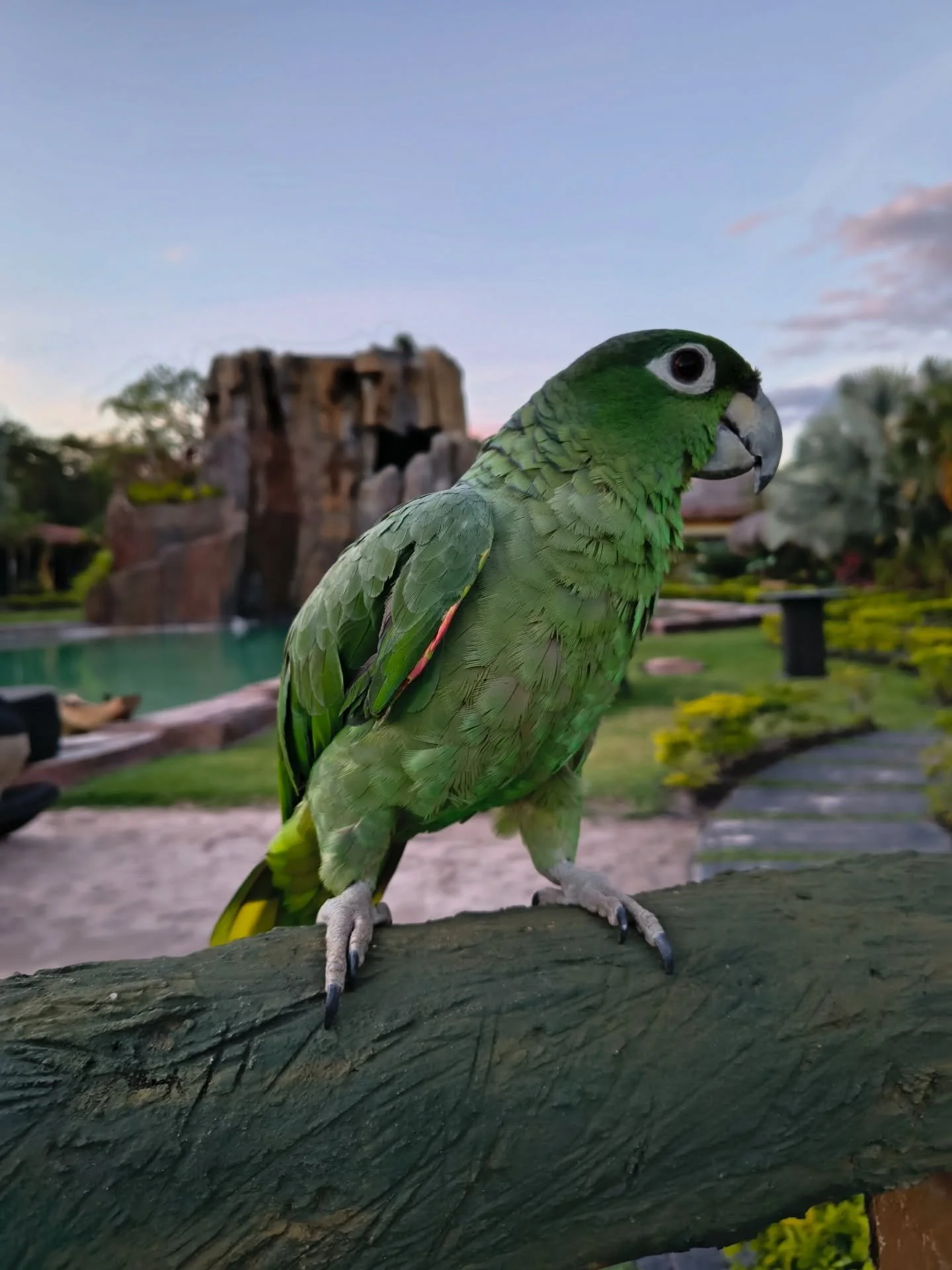 A close-up of a green parrot perched on a wooden log with a blurred outdoor background including trees, a pond, and structures, during sunset or dusk.
